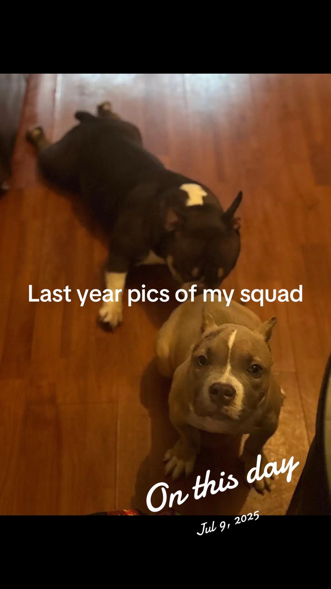@NoCapBullys