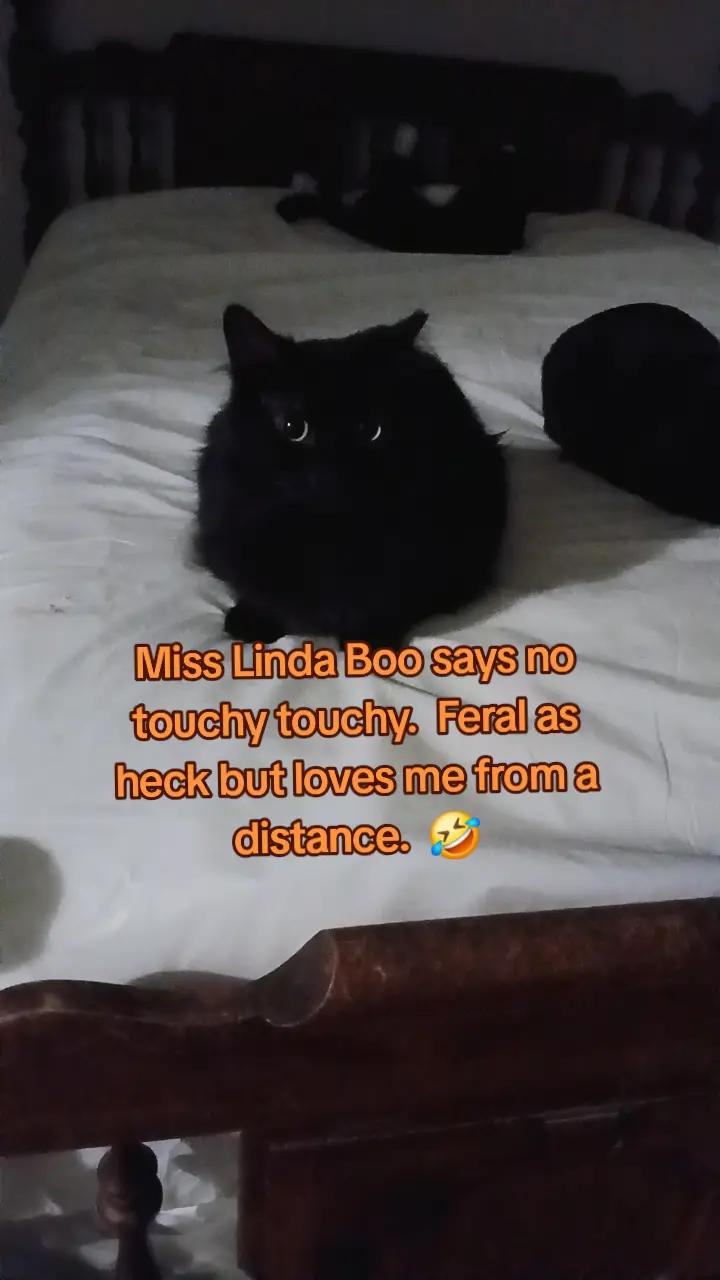 @Original Cat Lover 45