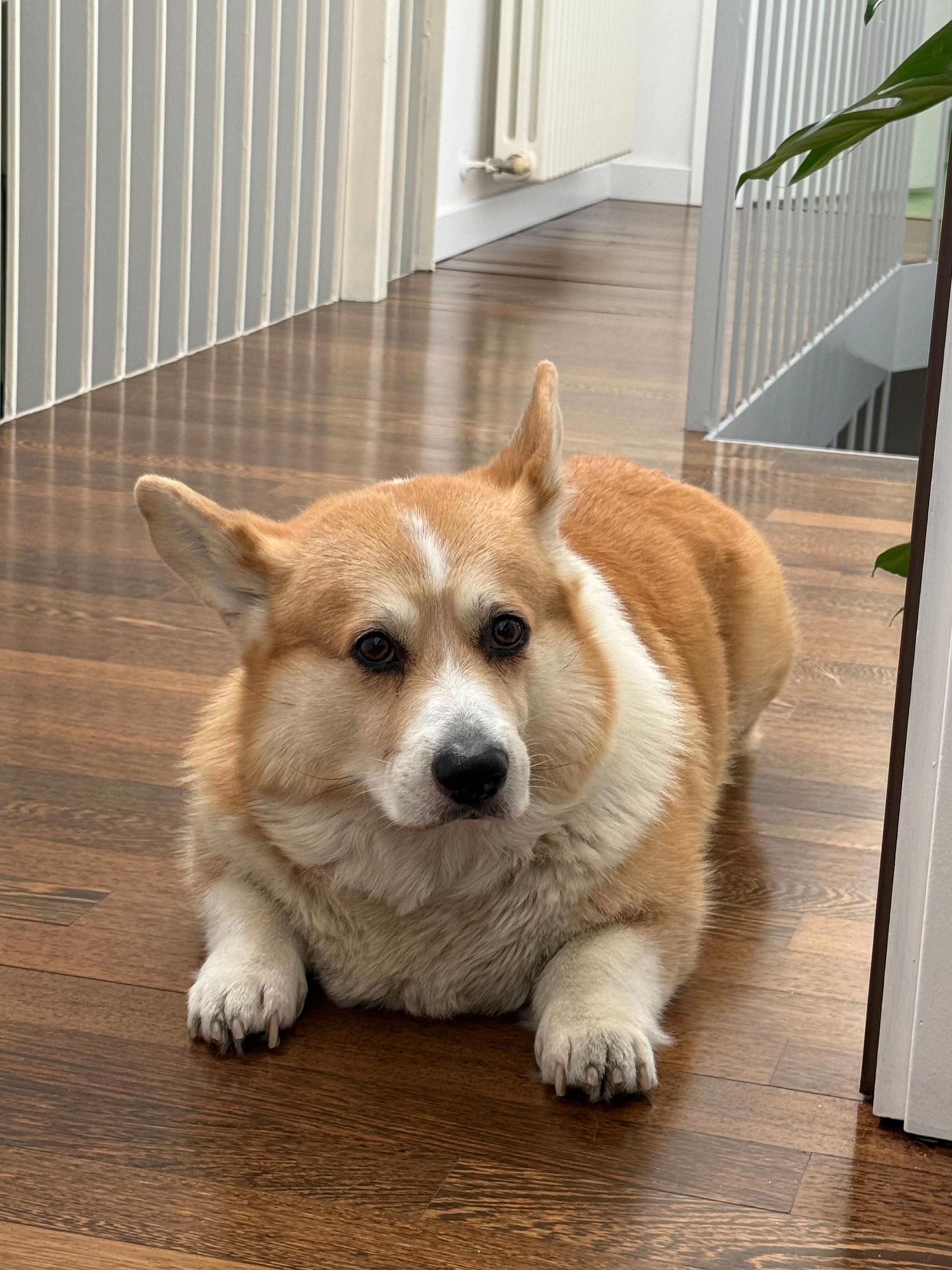 @Cheddar the Corgi