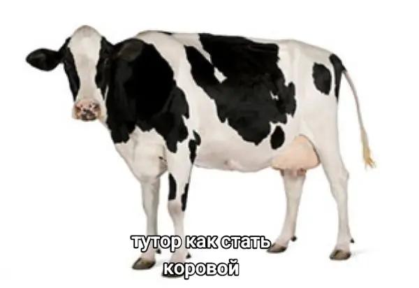 @Твоя Али🎀