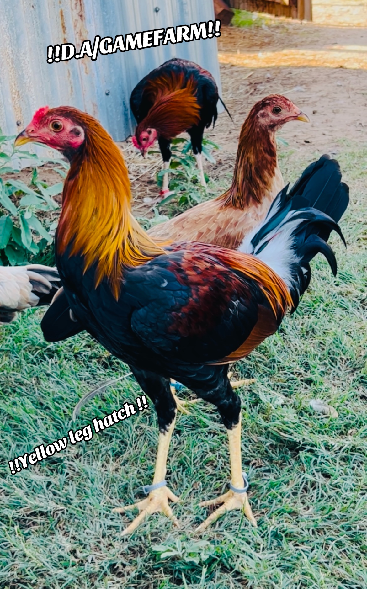 @DAgamefarm