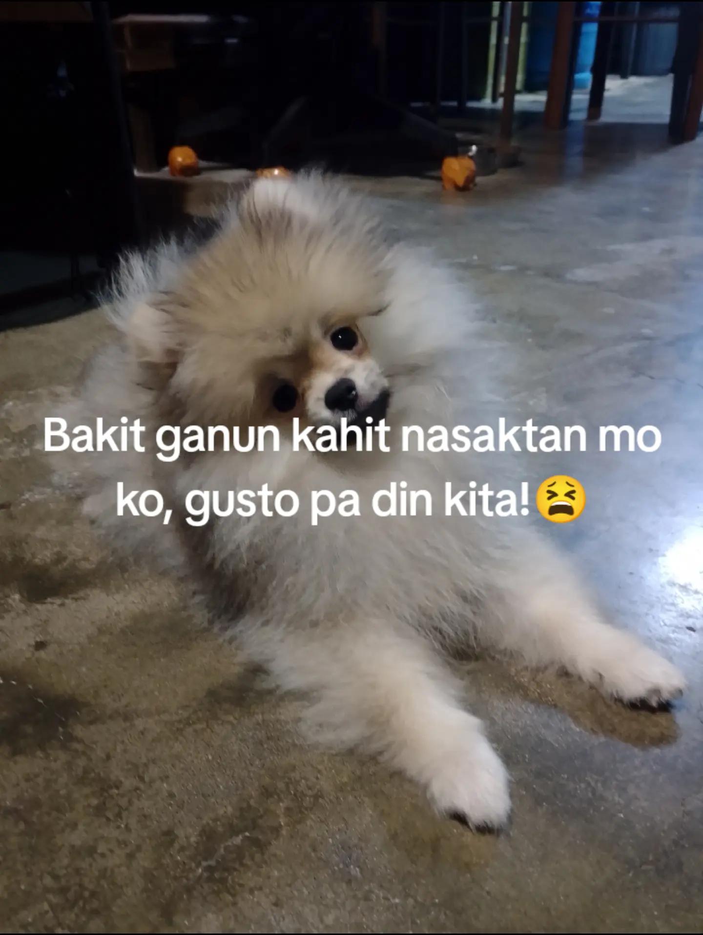@oyasaskibas1217