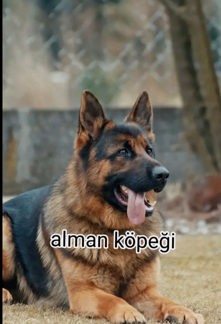 @Allahsız T&uuml;rk&ccedil;&uuml;