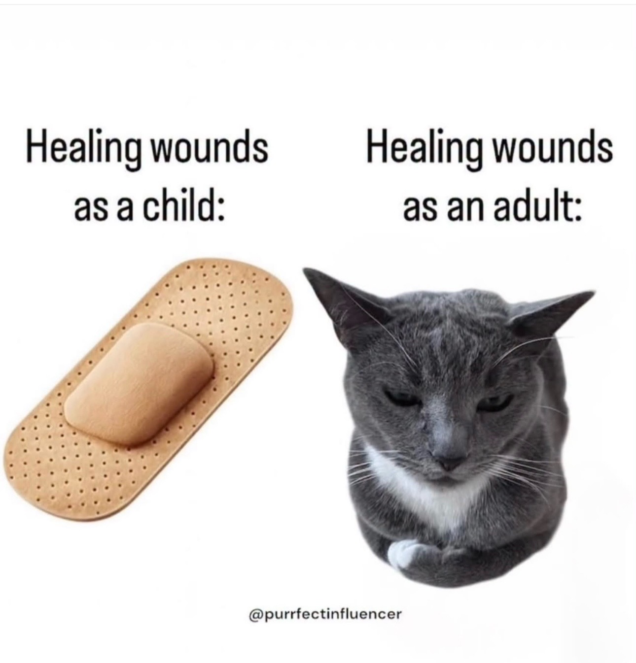 @purrfectinfluencer