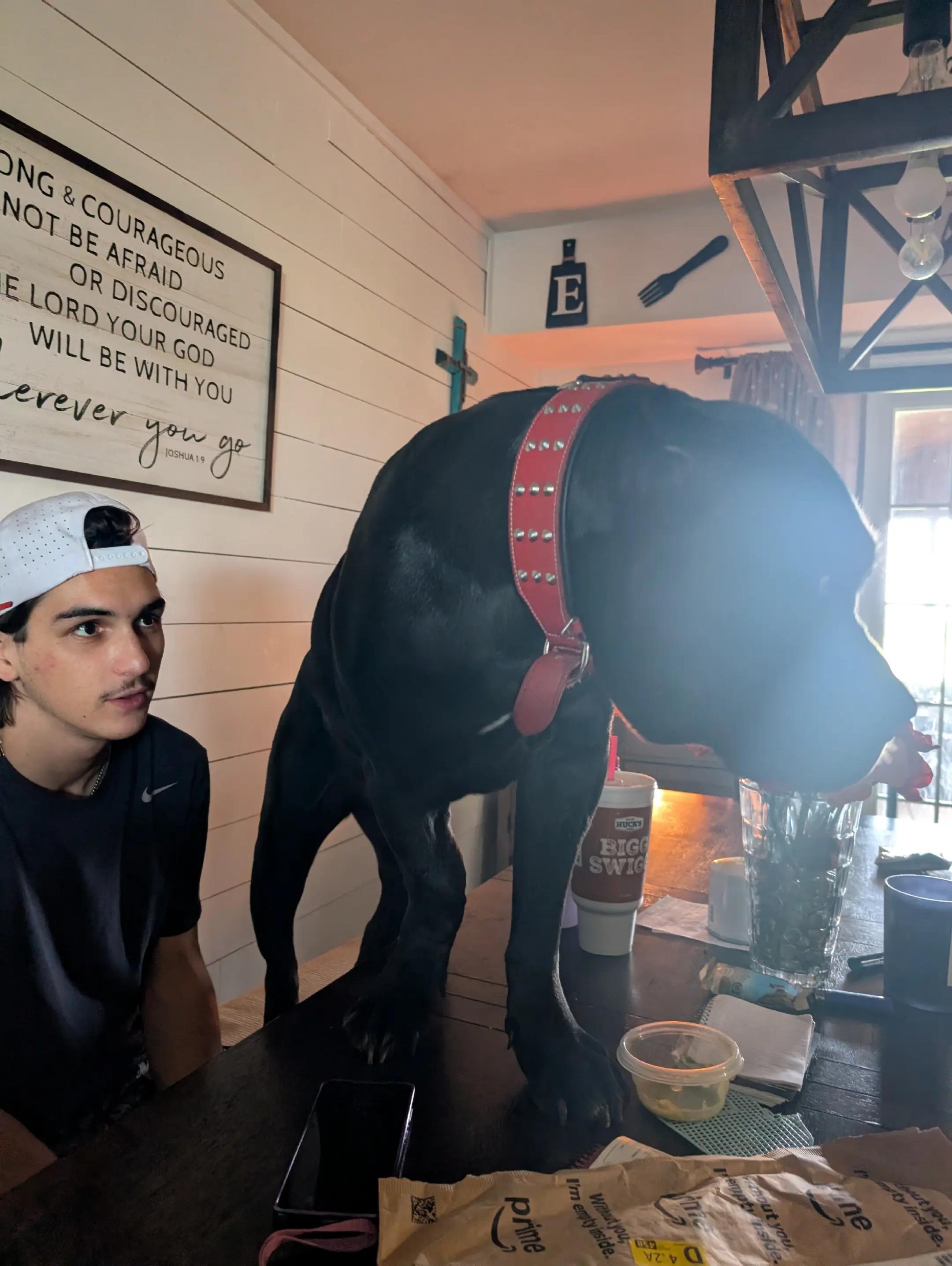 @BOOTHEEL CANE CORSO
