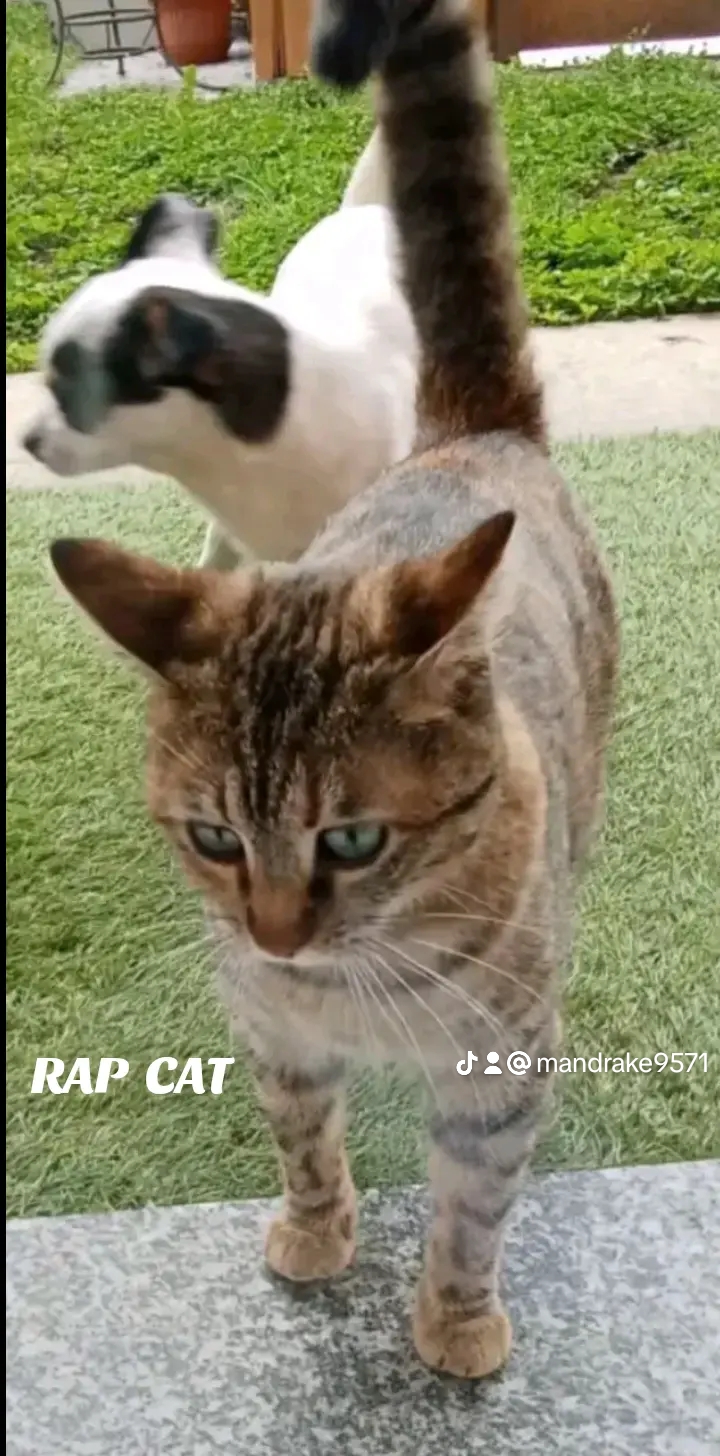 @RAP CAT