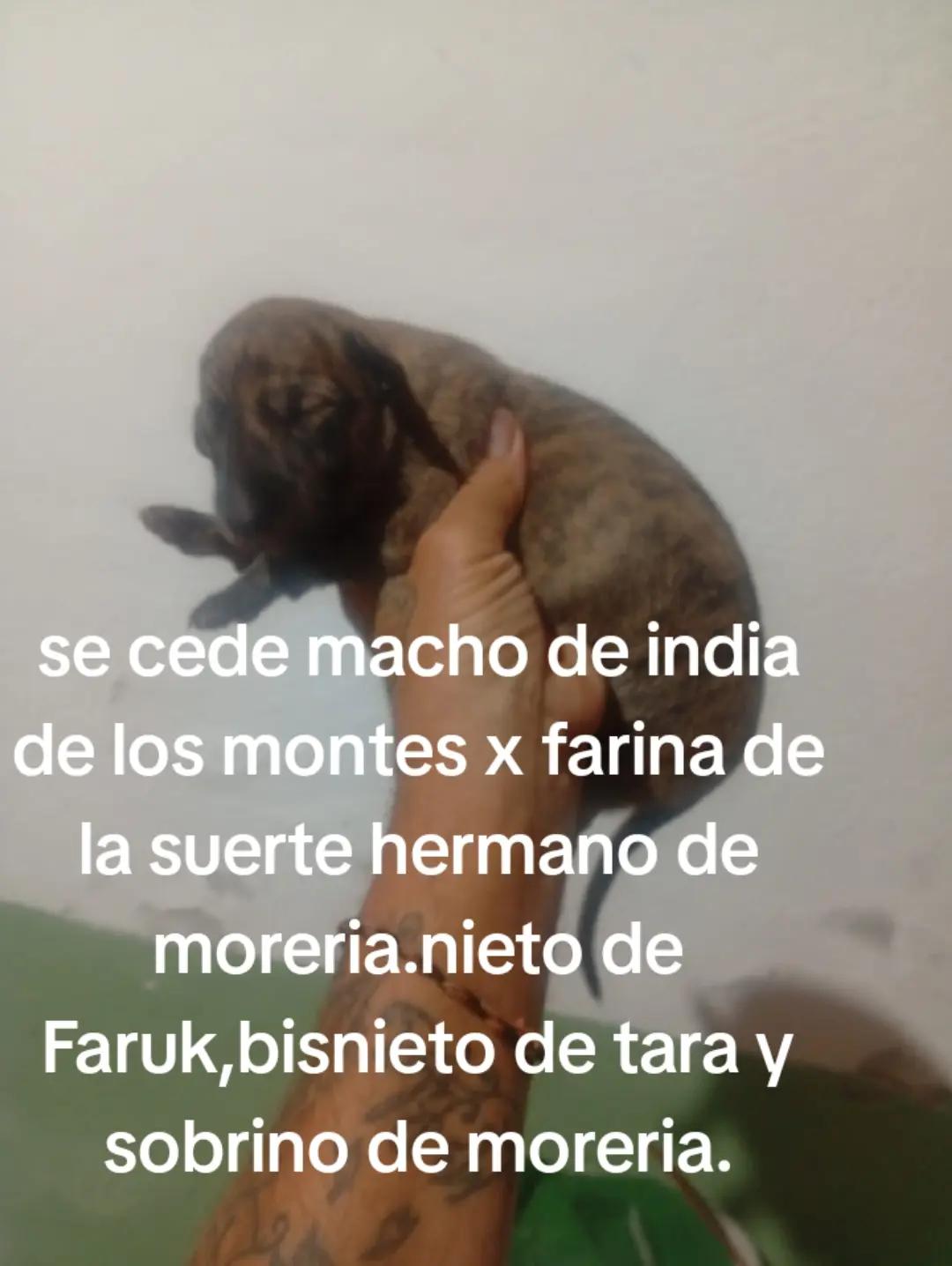 @cocodrilo