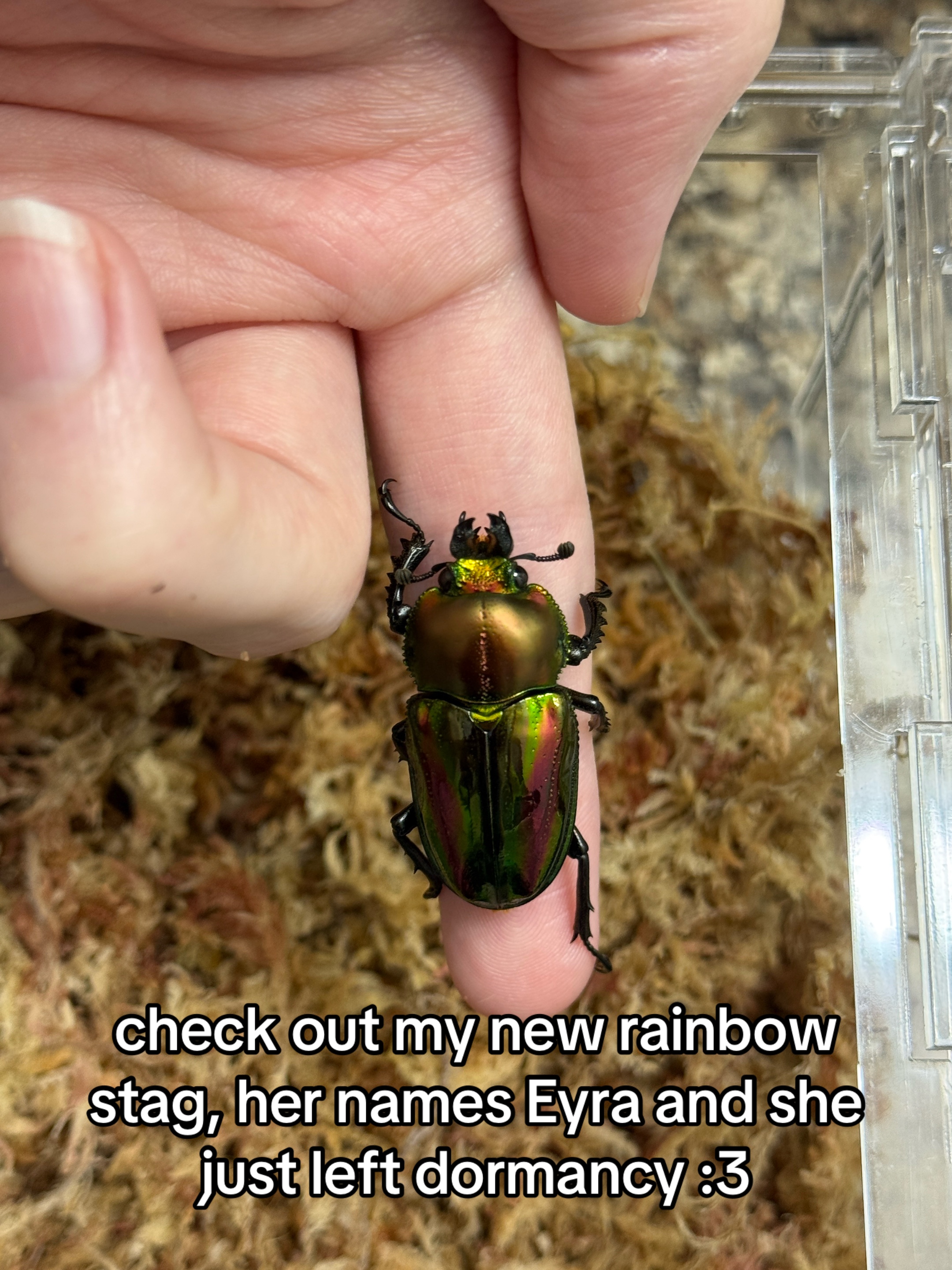 @claraoptera