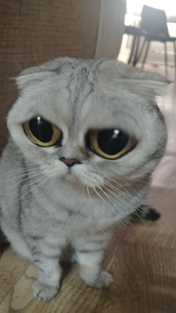 @ZZX
