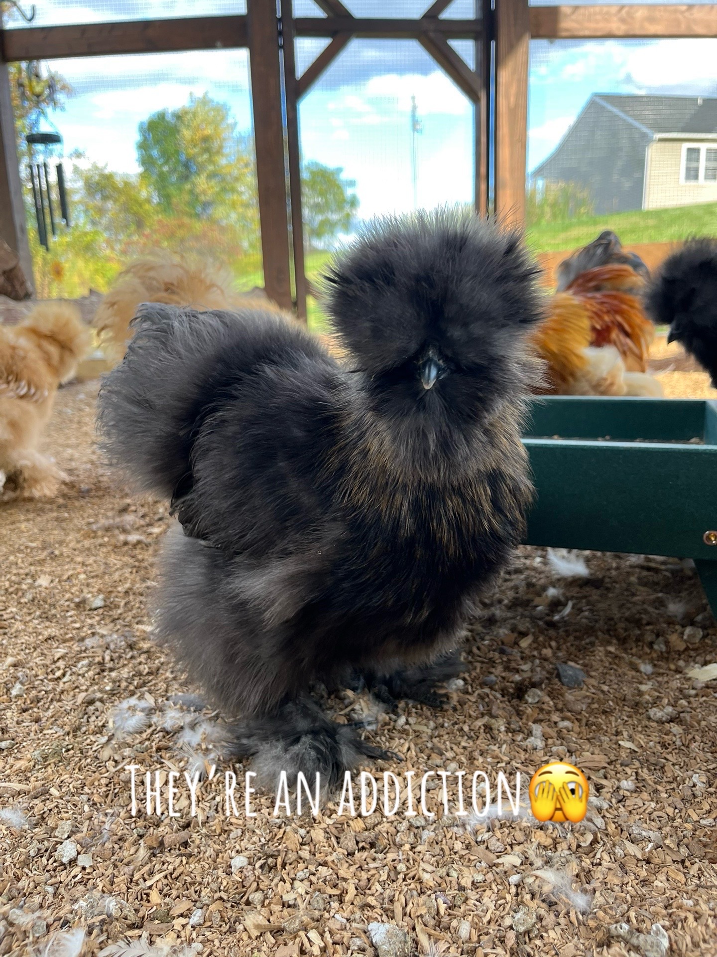 @Sunny Acres Farm🐓🌾