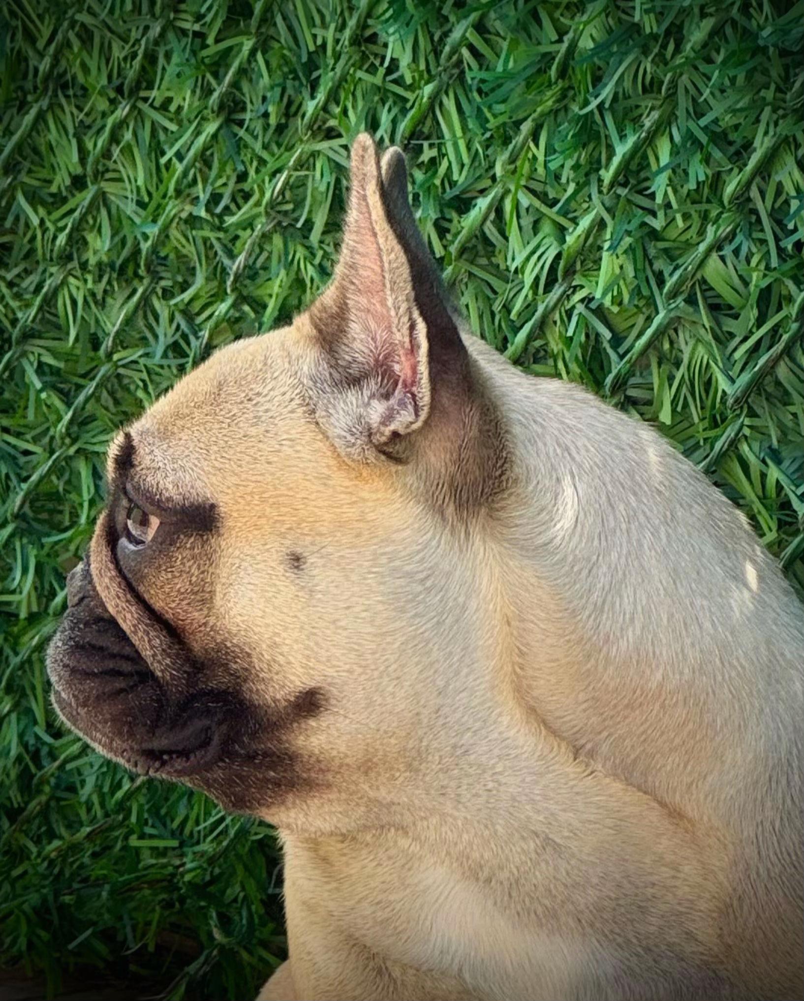 @Bosphorus Bulls French Bulldog