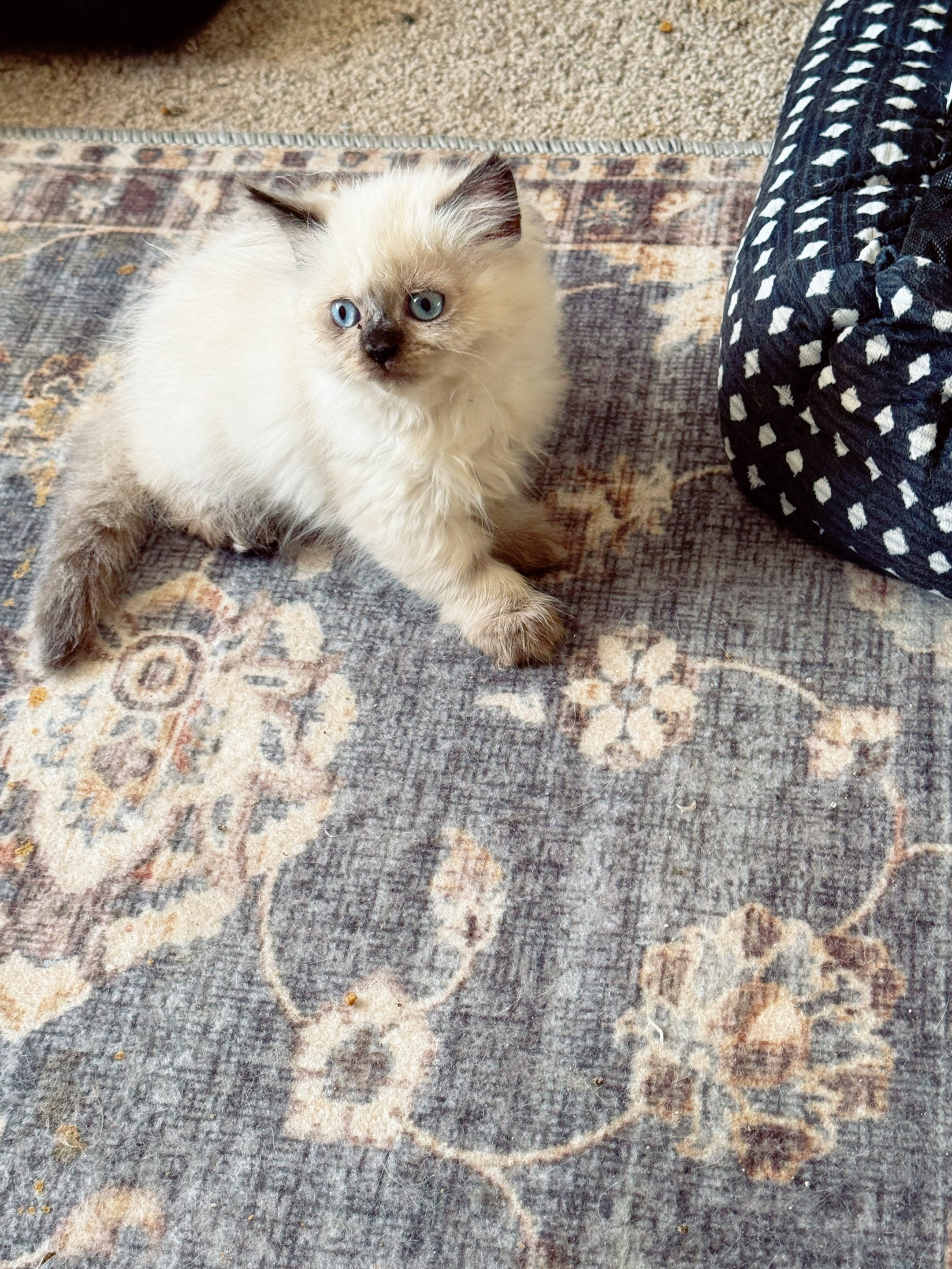 @PersianKitten