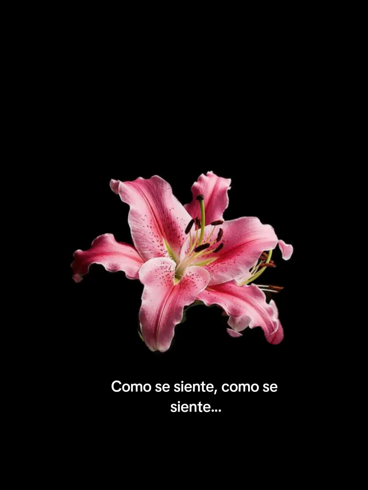 @&sdot; ˚✮Yamele♡☆
