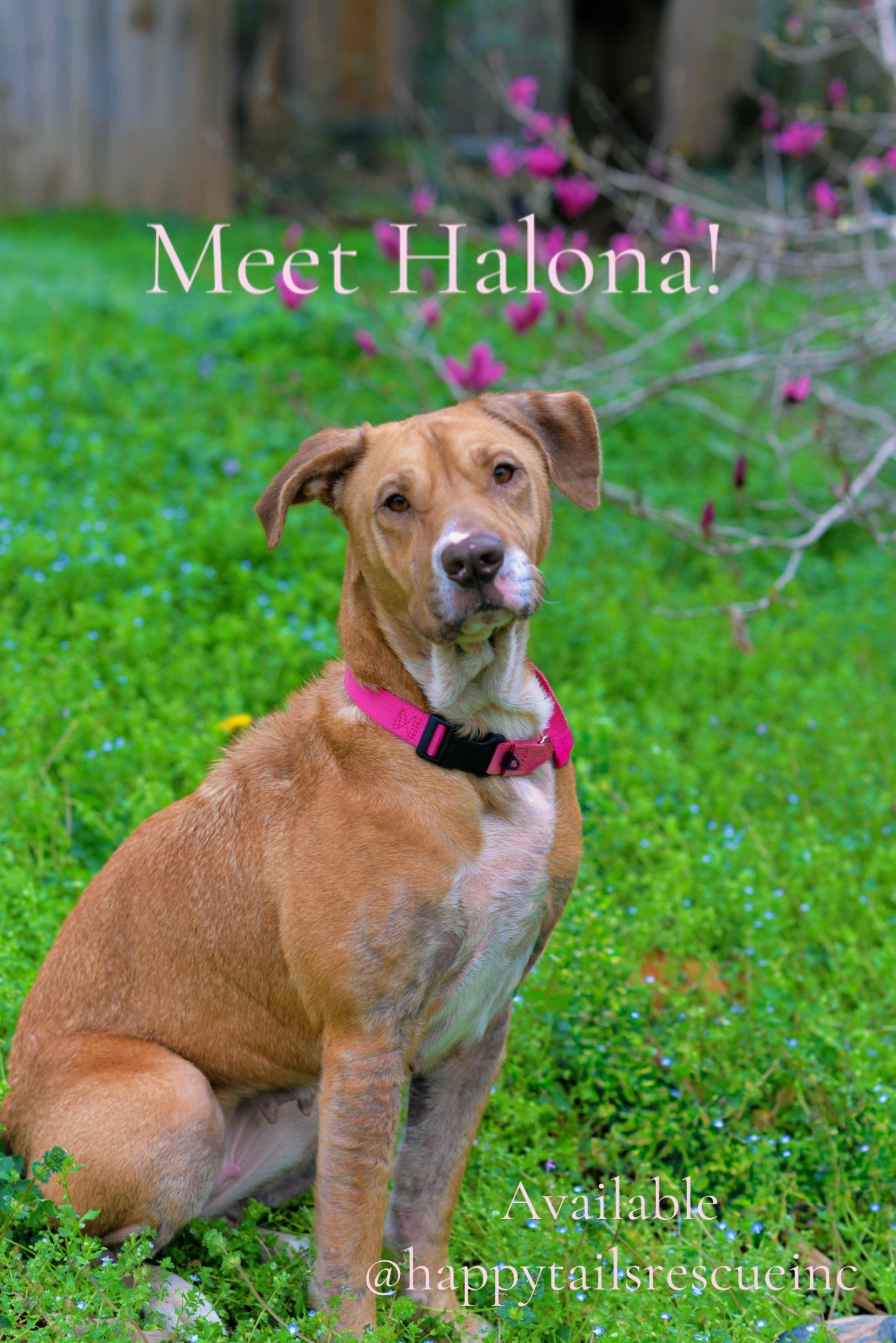 @Happy Tails Rescue, Inc.