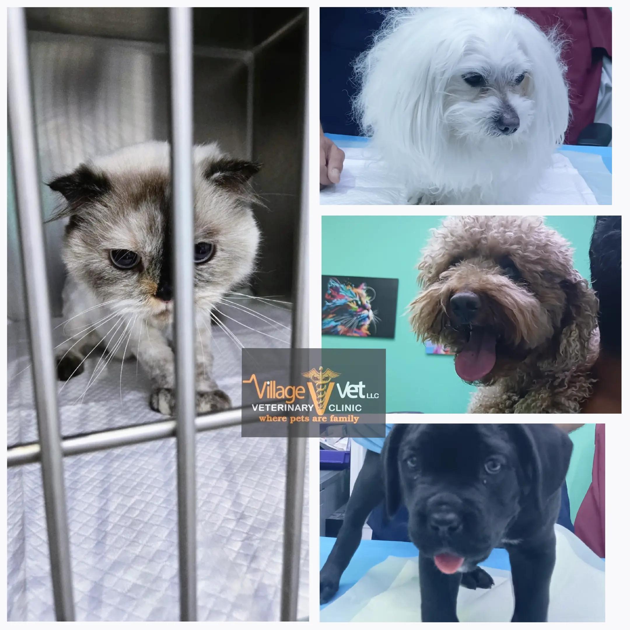 @VillagevVet LLC