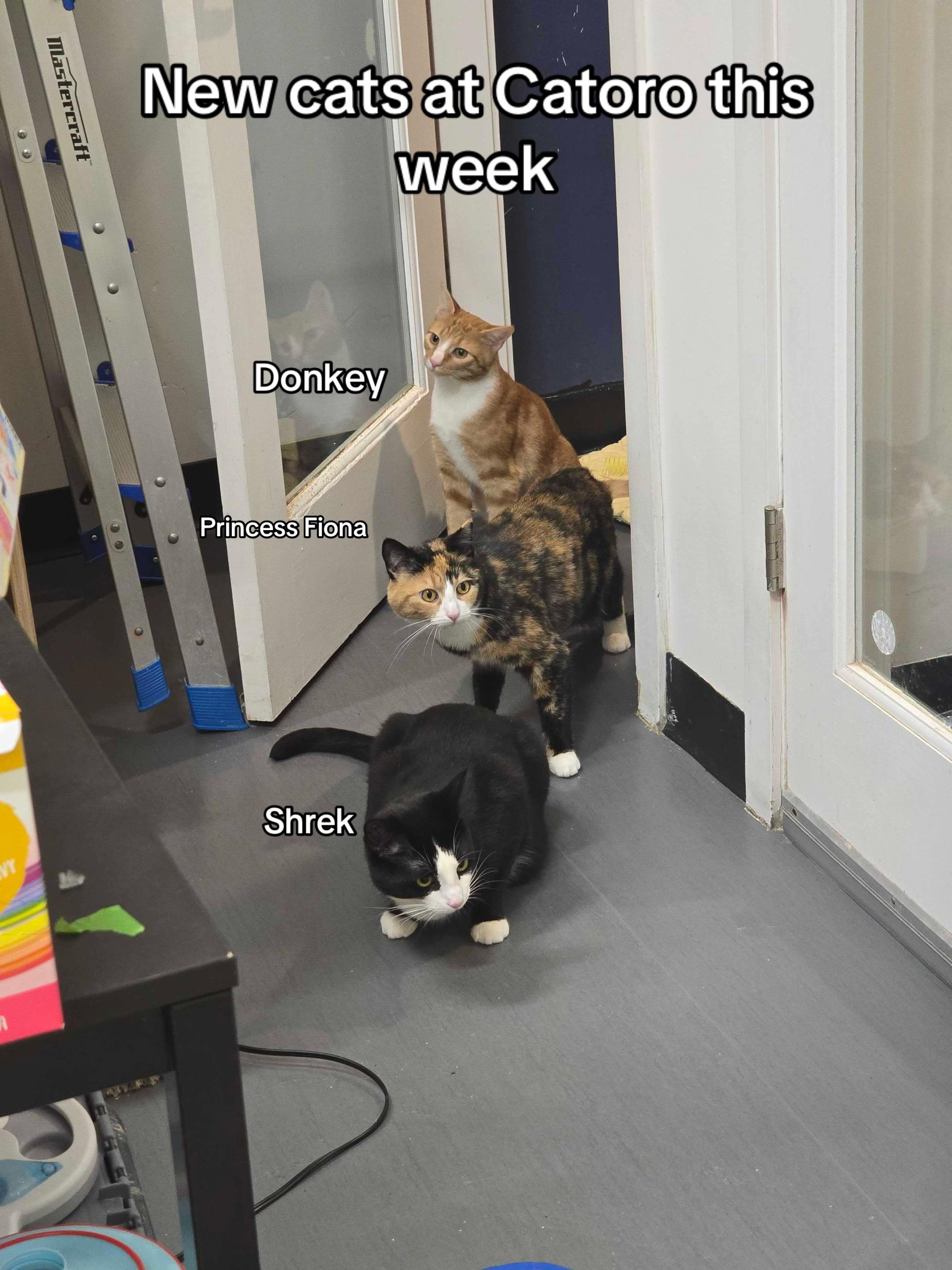 @Catoro Cat Cafe