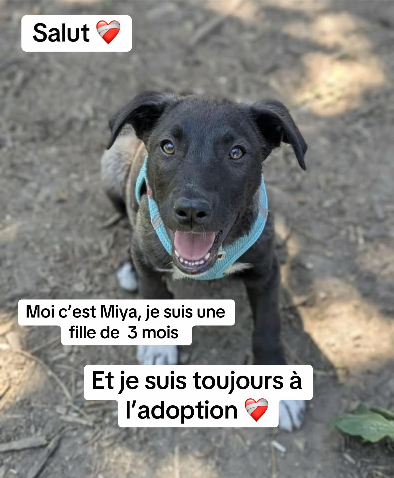 @Adopte Une Truffe 🐶