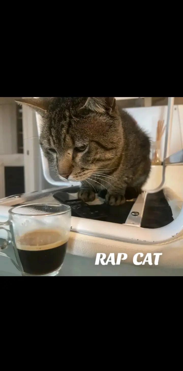 @RAP  CAT