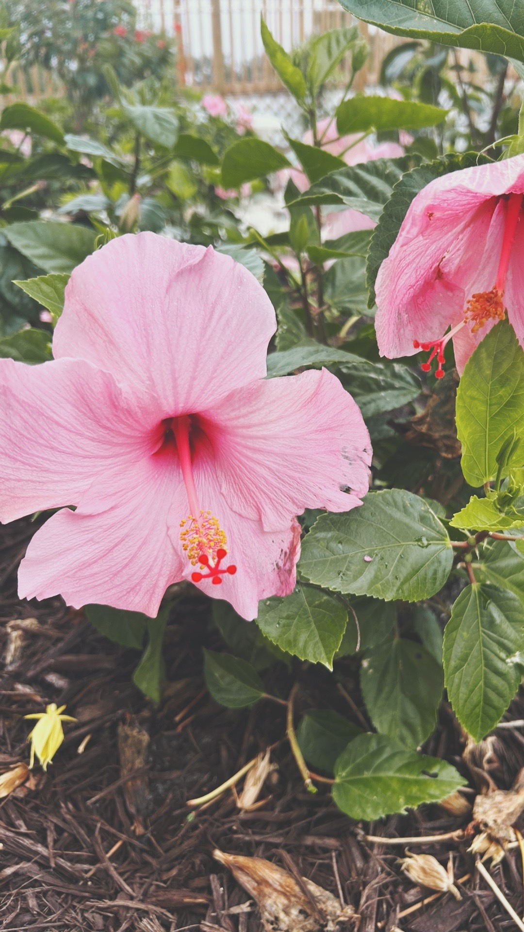 @𝓒𝓮𝓵𝓲𝓪