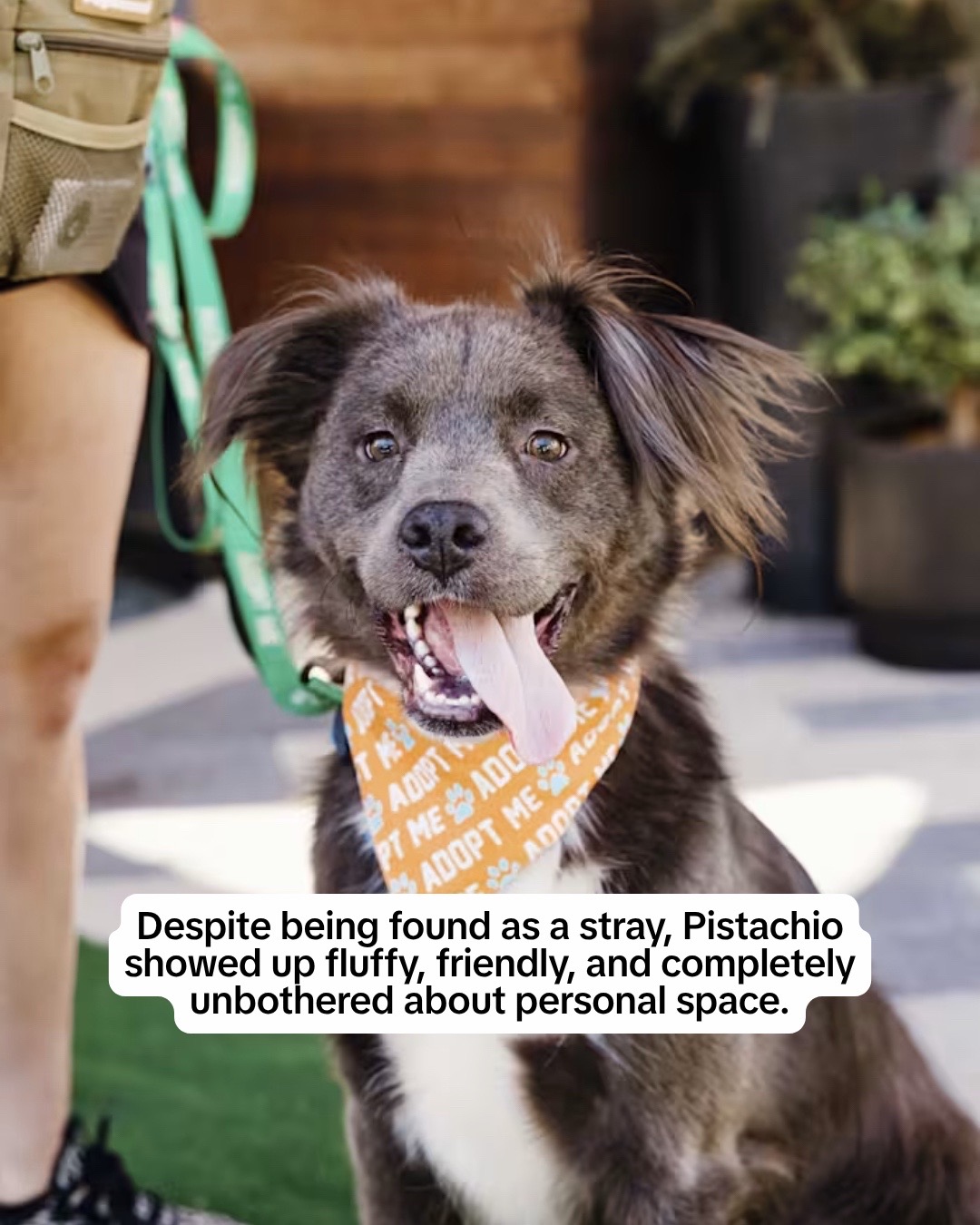 @Adopt a Pet