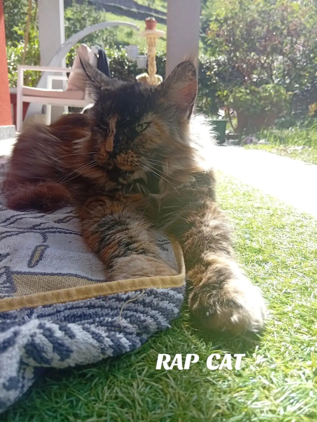 @RAP CAT