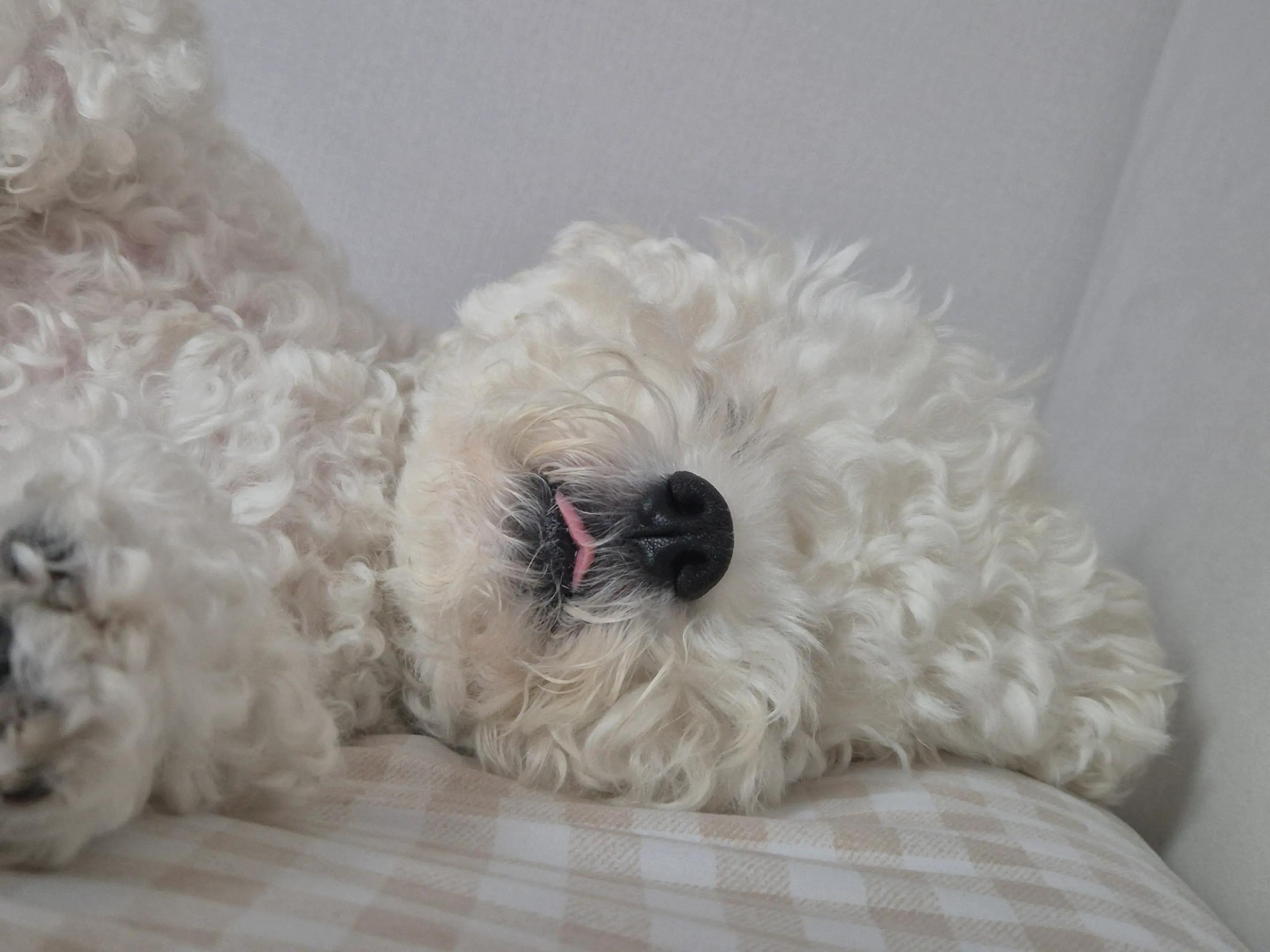 @식빵