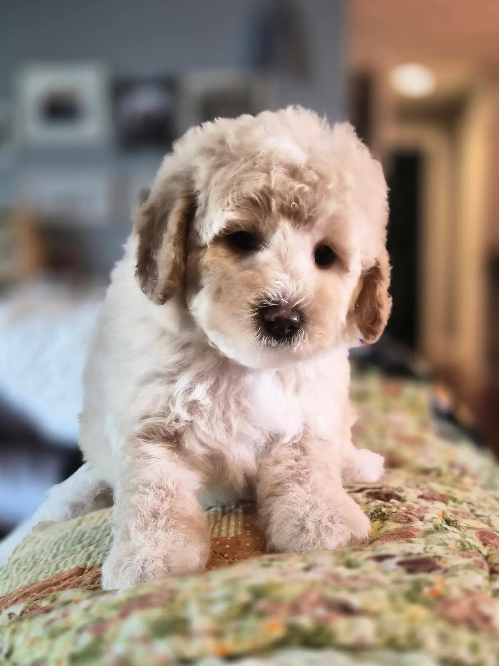 @Barb's Precious Pups