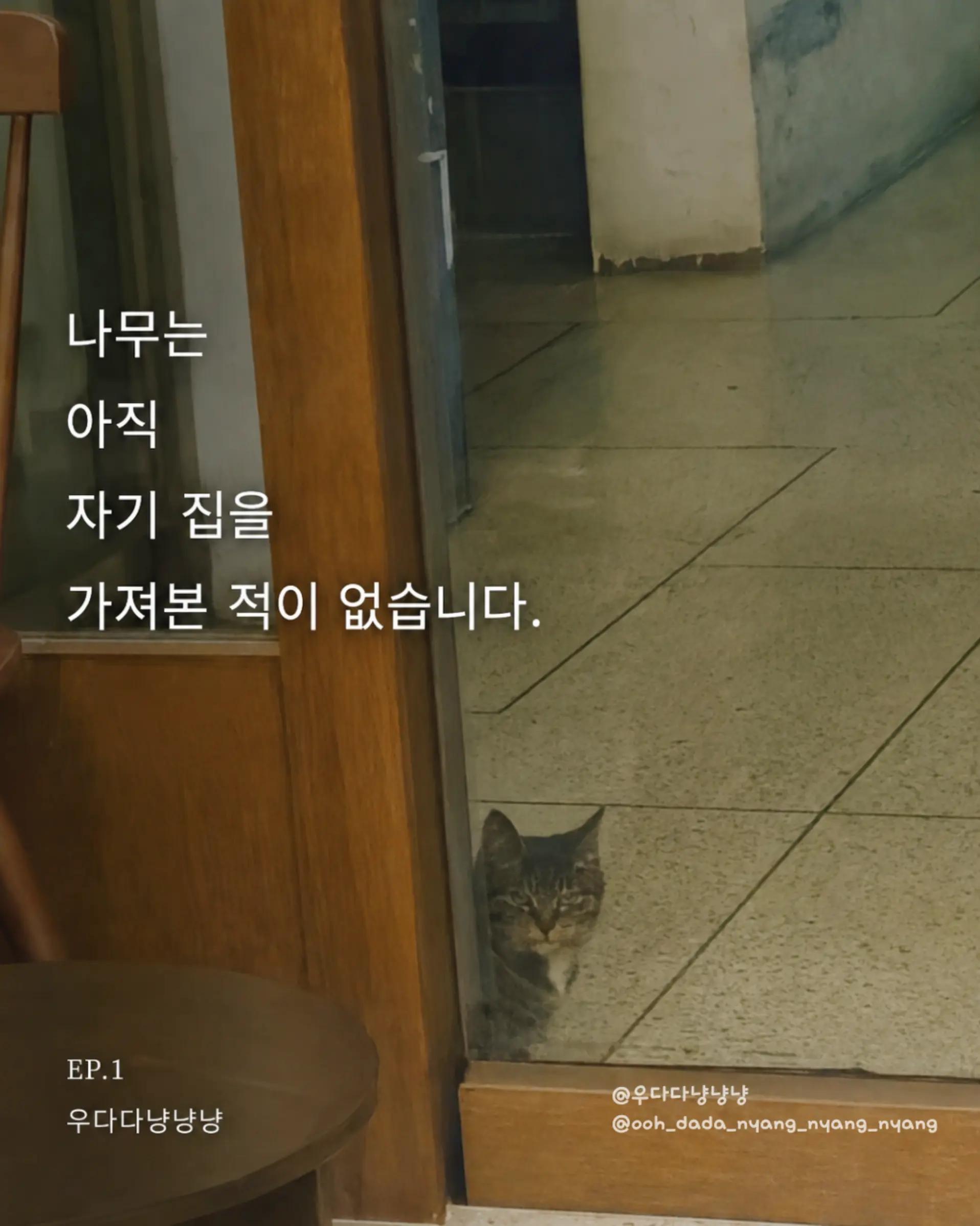 @우다다냥냥냥