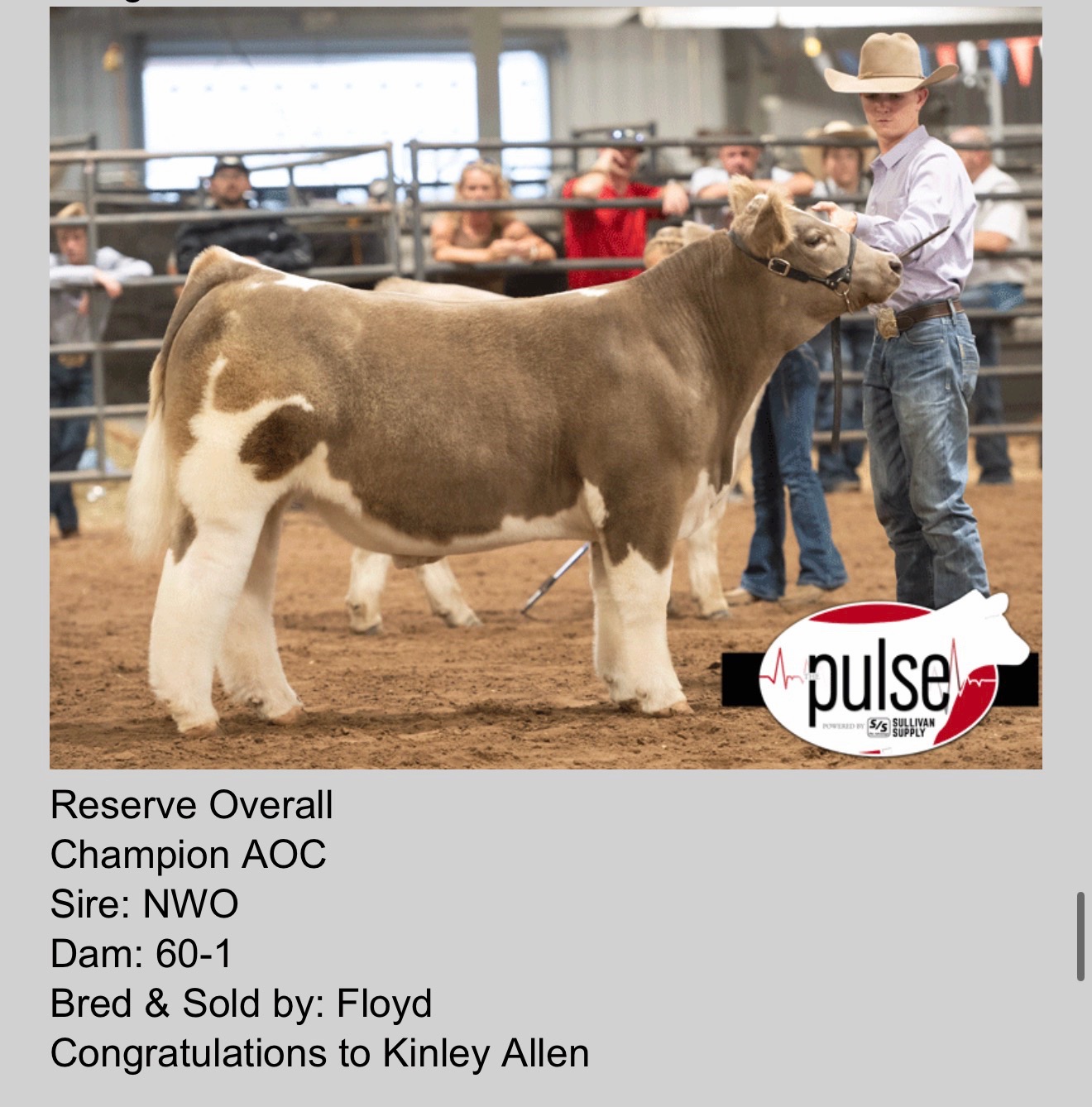 @Matt Lautner Cattle USA