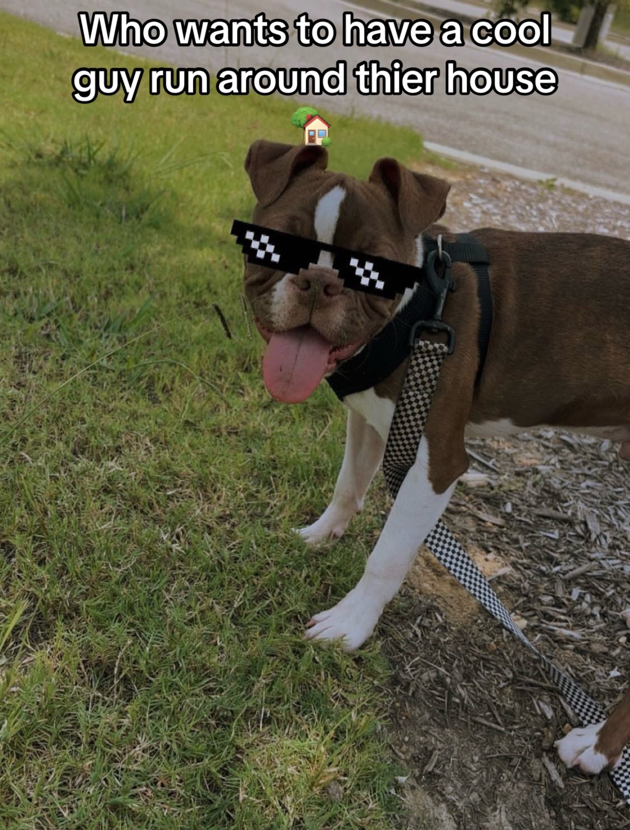 @Boston terriers puppies