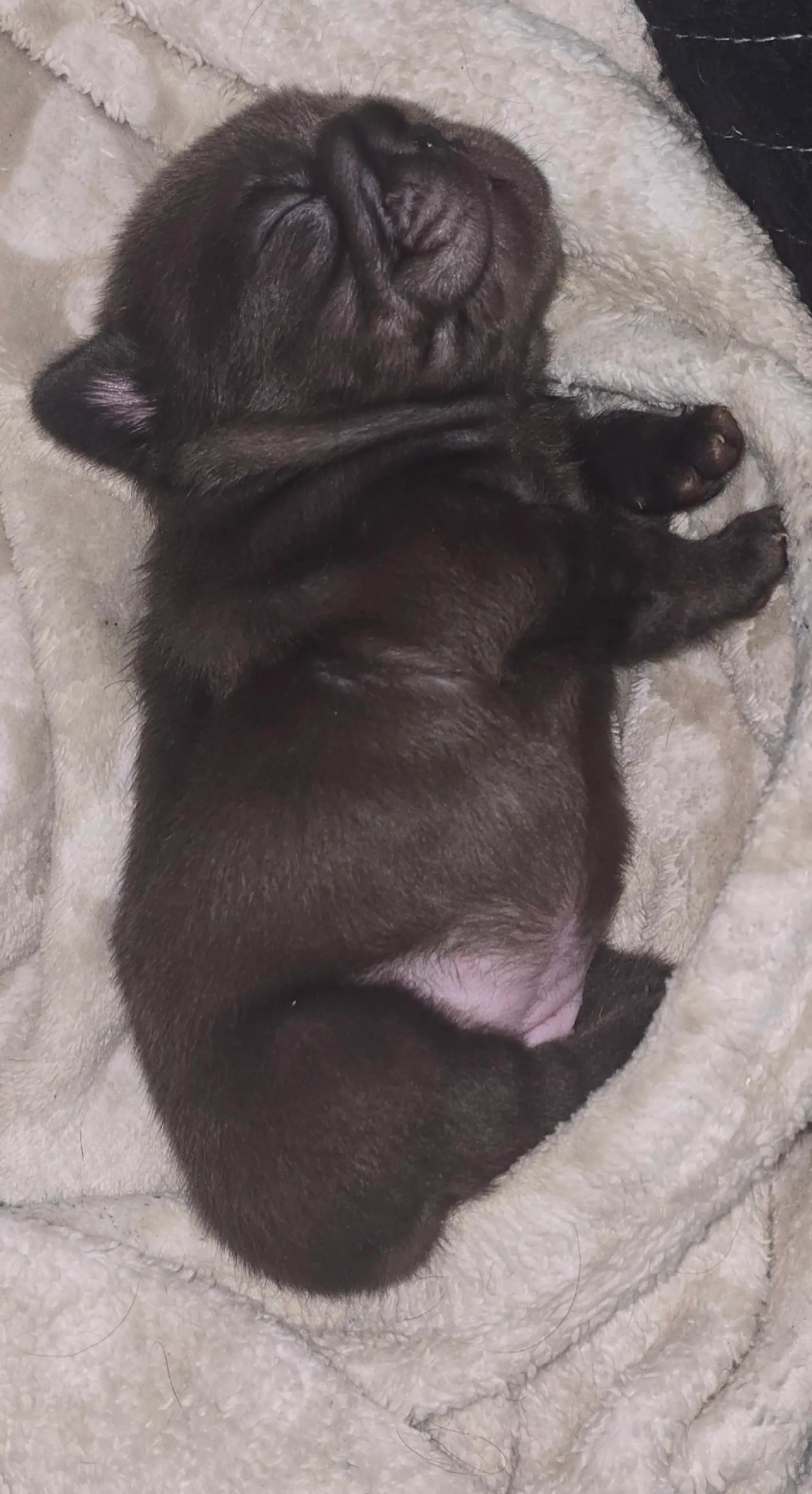 @luxuryfrenchiesbyyuni