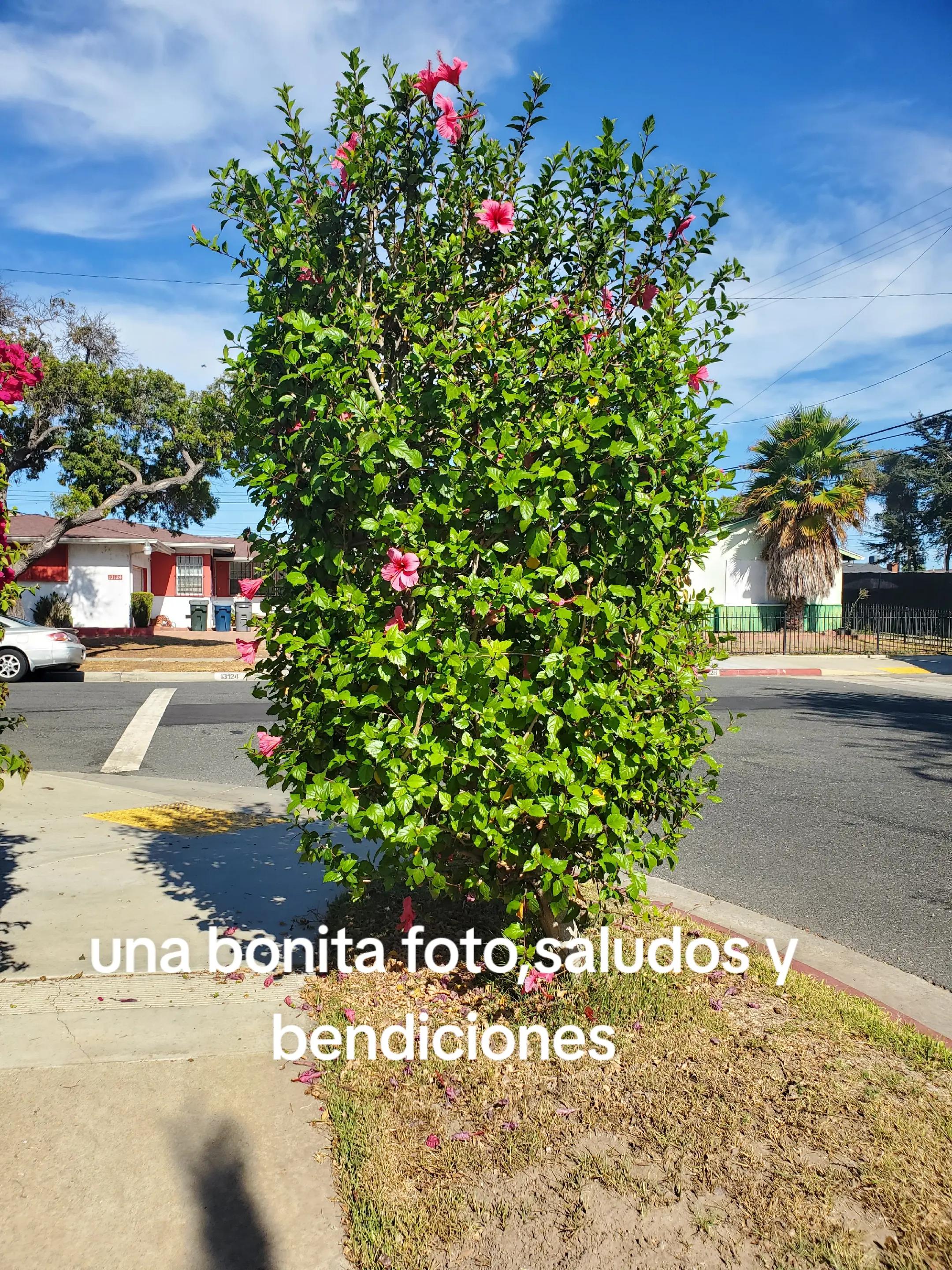 @latiarosa68