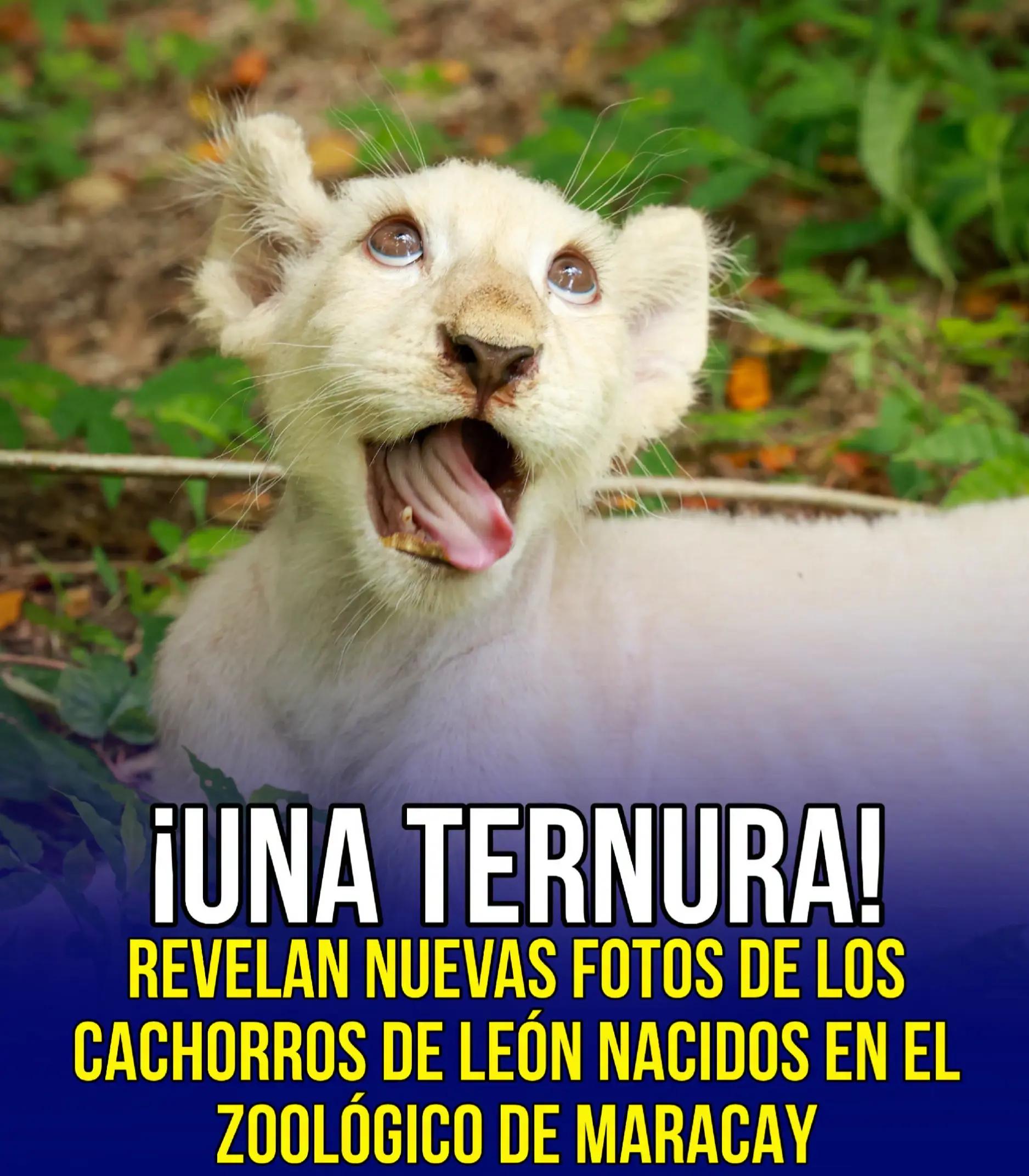 @elpanaoriente🐅🇻🇪