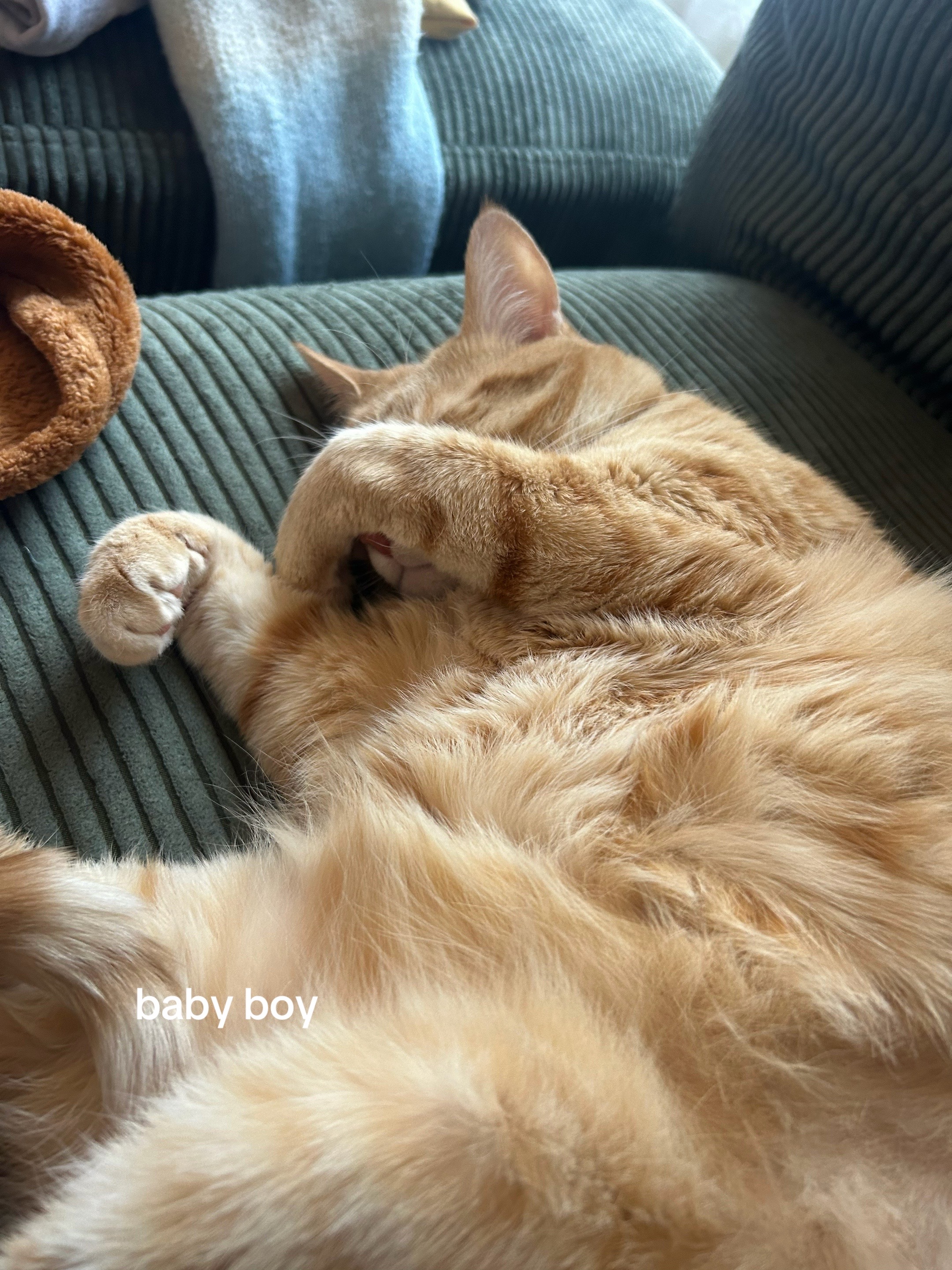@bink the big orange cat