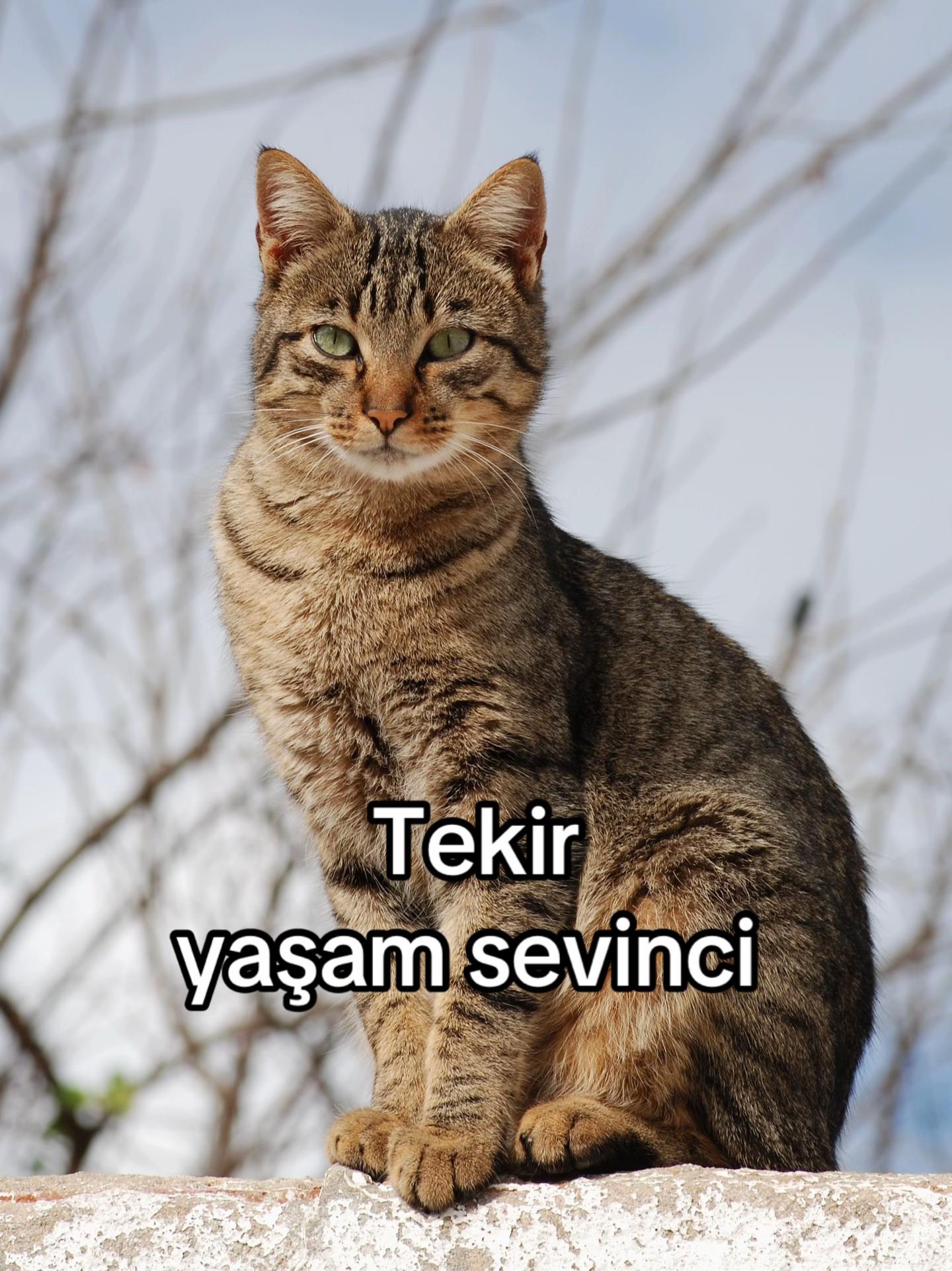 @eda ✩₊˚.⋆☾𓃠☽⋆⁺₊✧