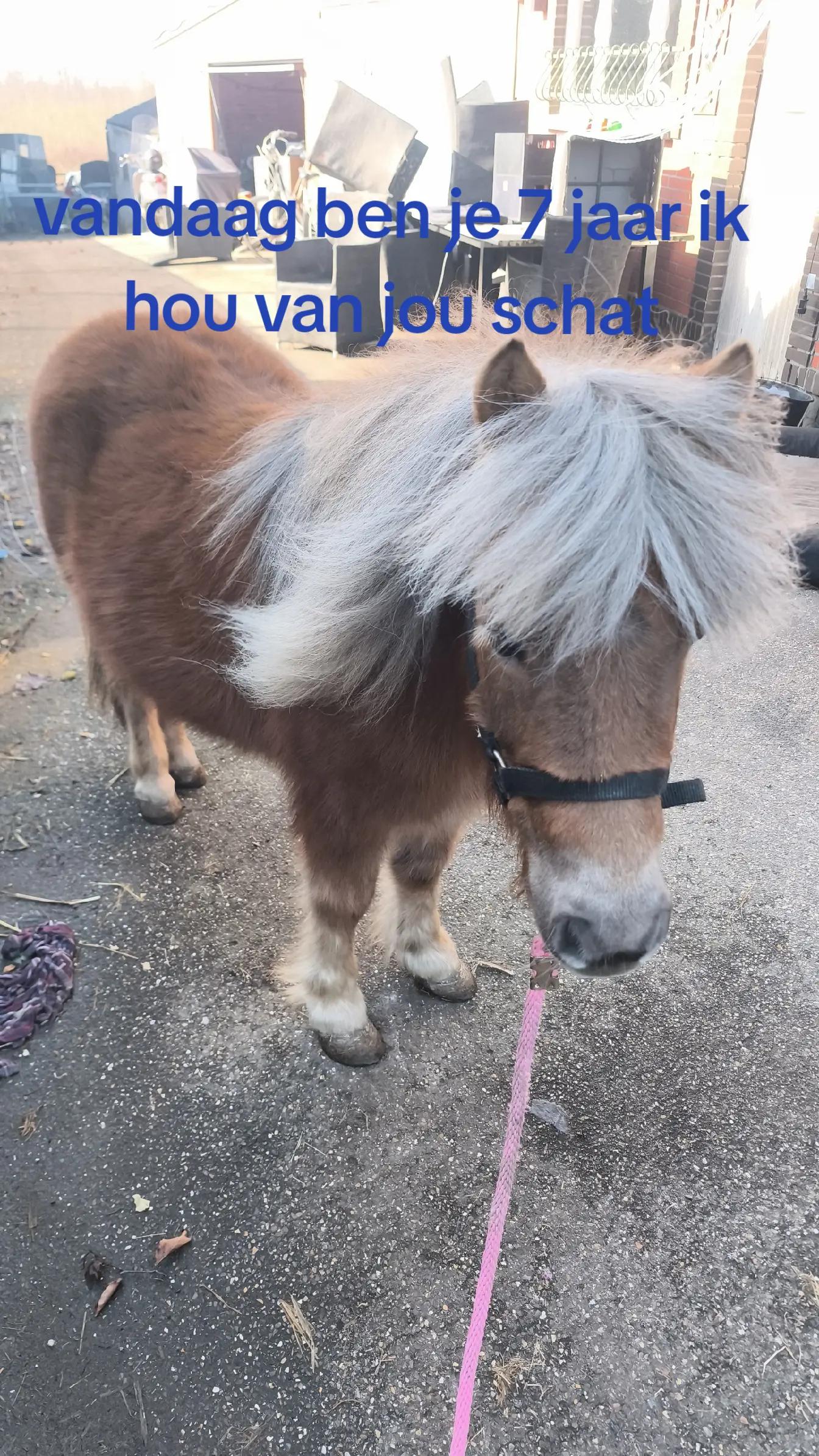 @paarden&hond