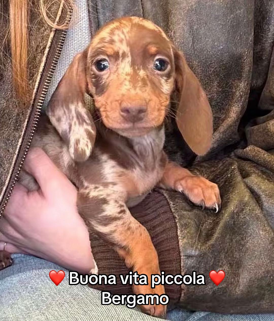 @DonatoBulldogFranceseCuccioli