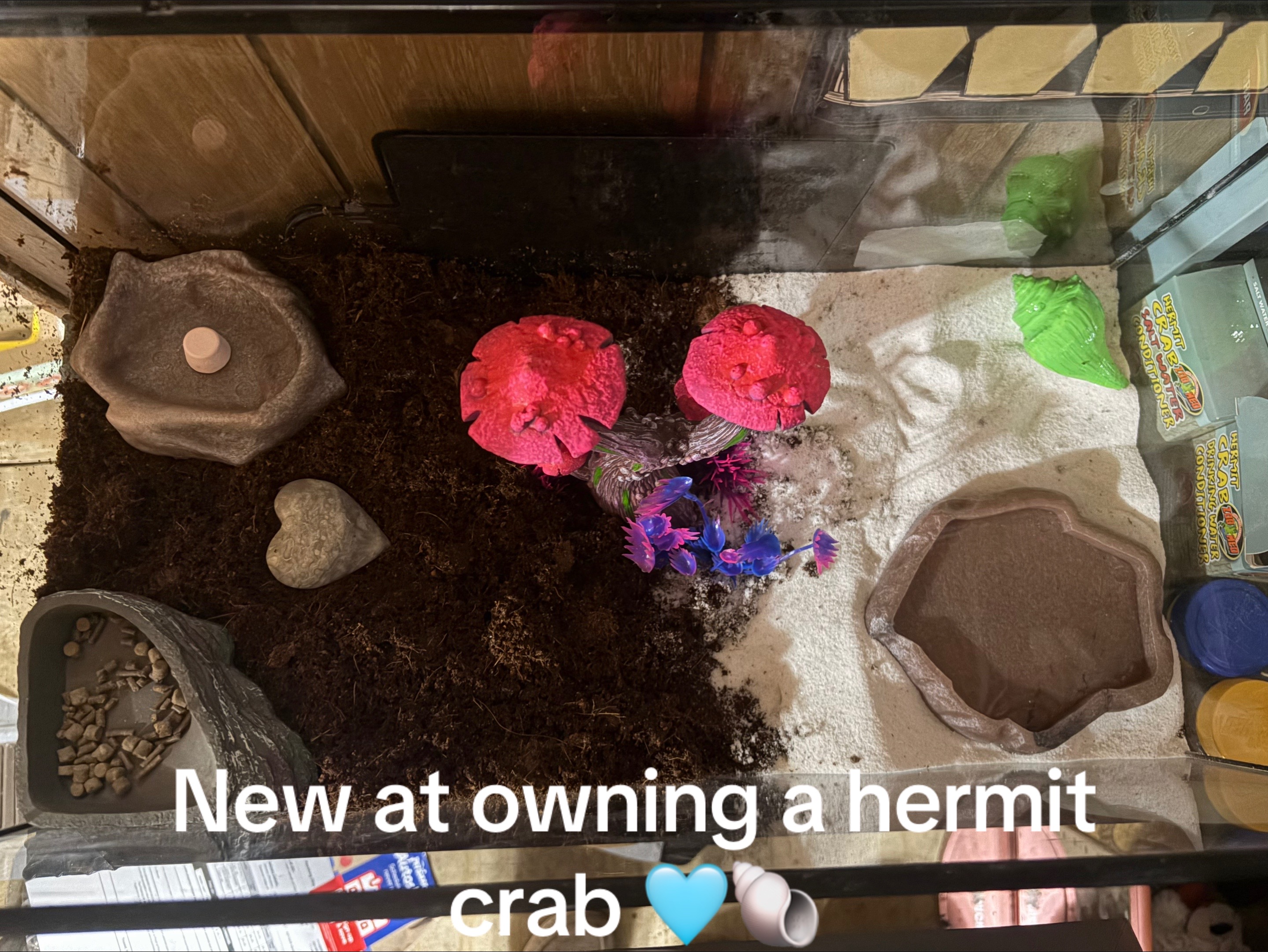 @hermie the hermit crab