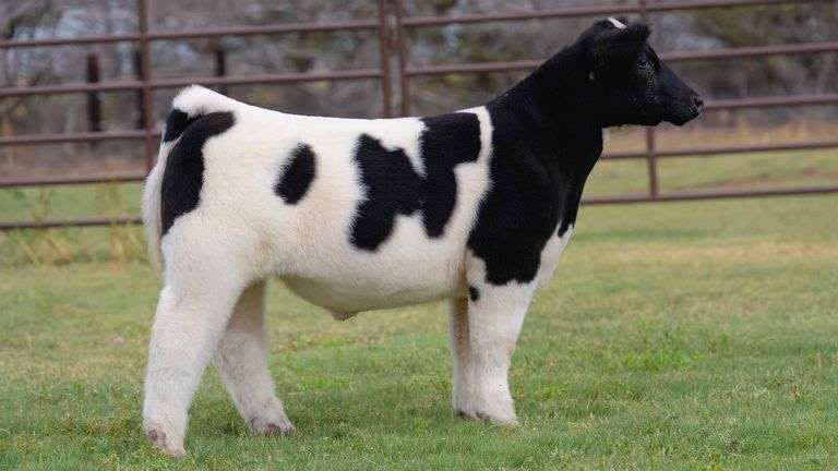 @Matt Lautner Cattle USA