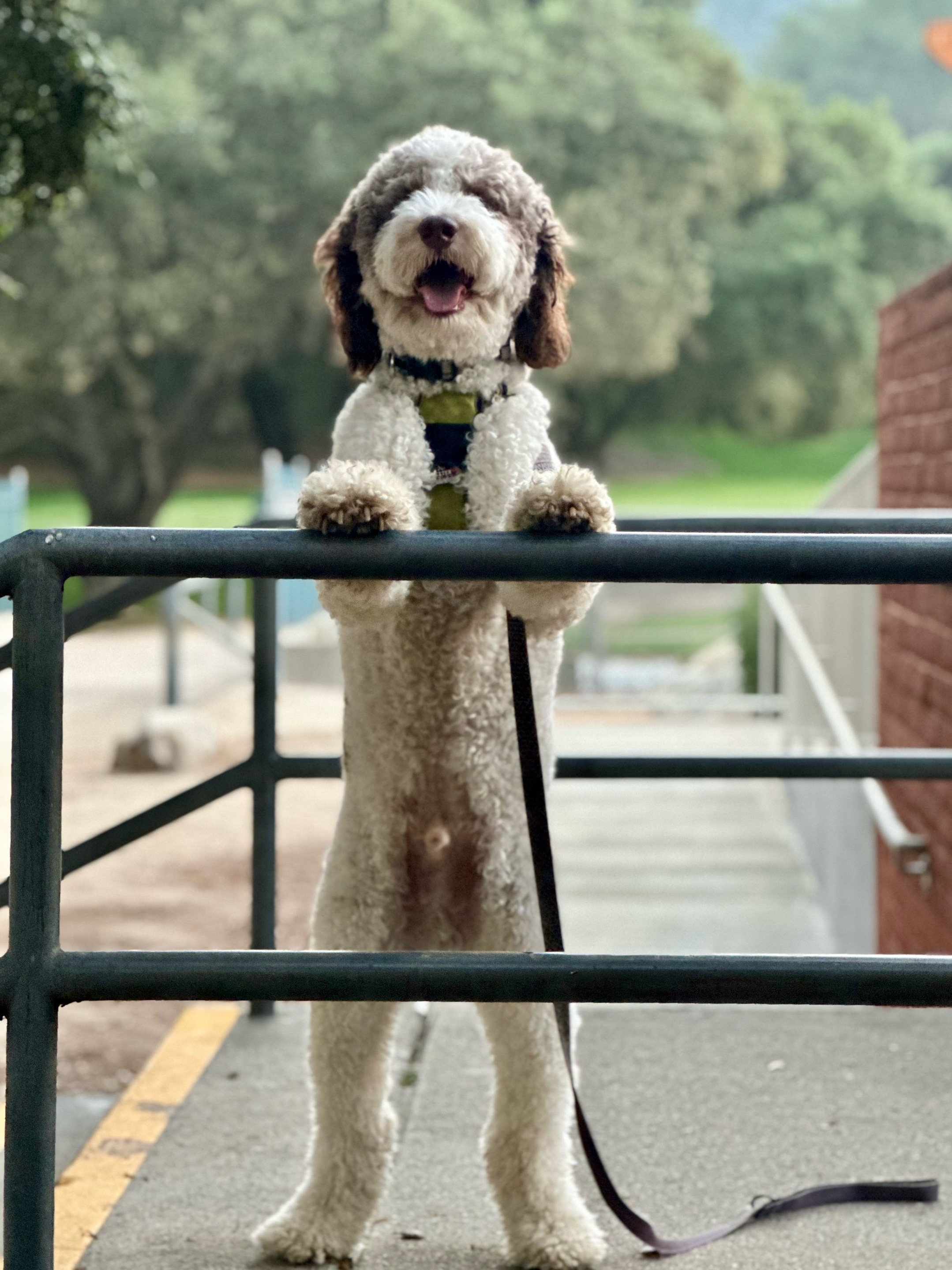 @TheScooterPup