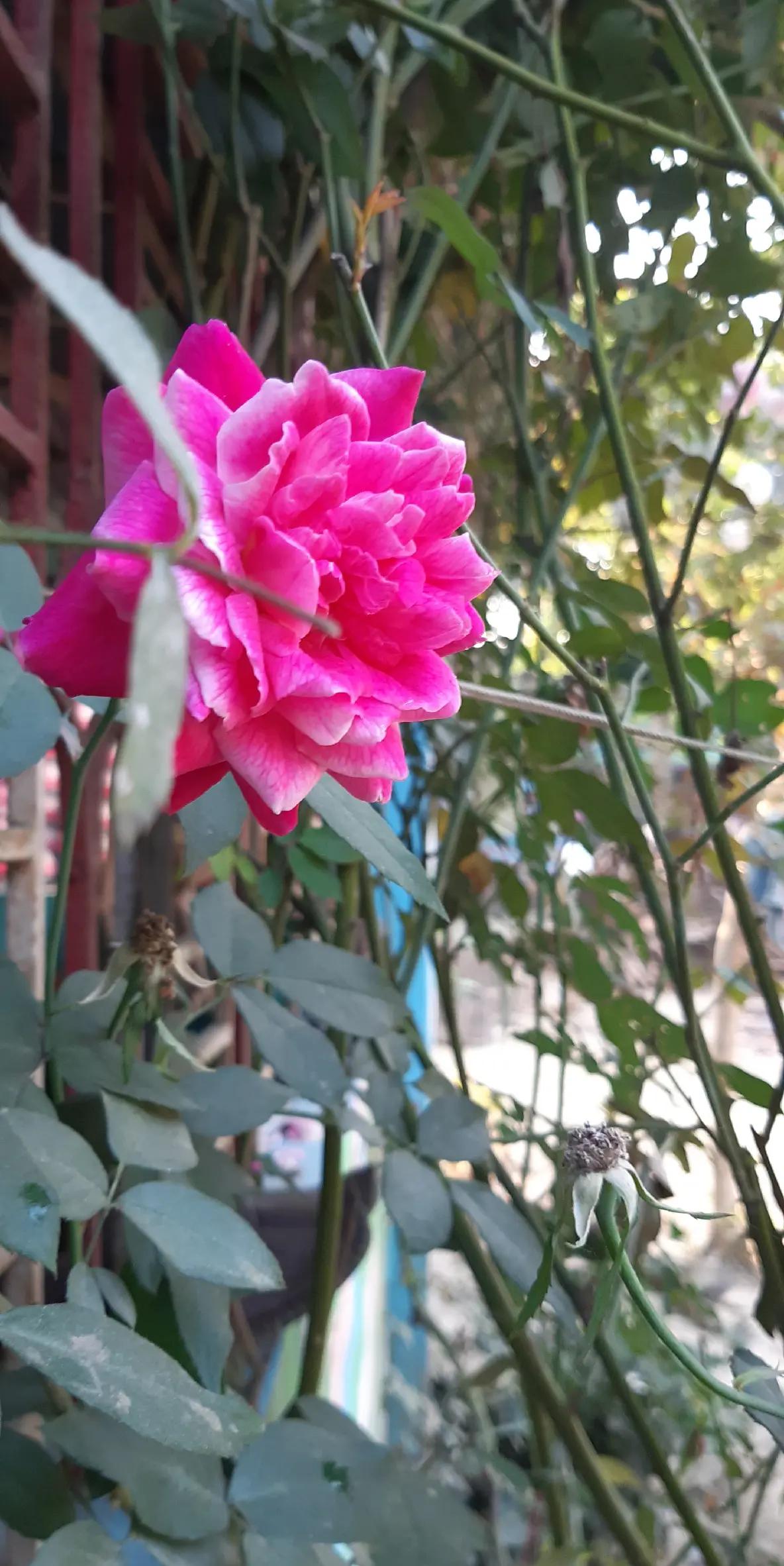 @🌷🦋Mukta 🦋🌺