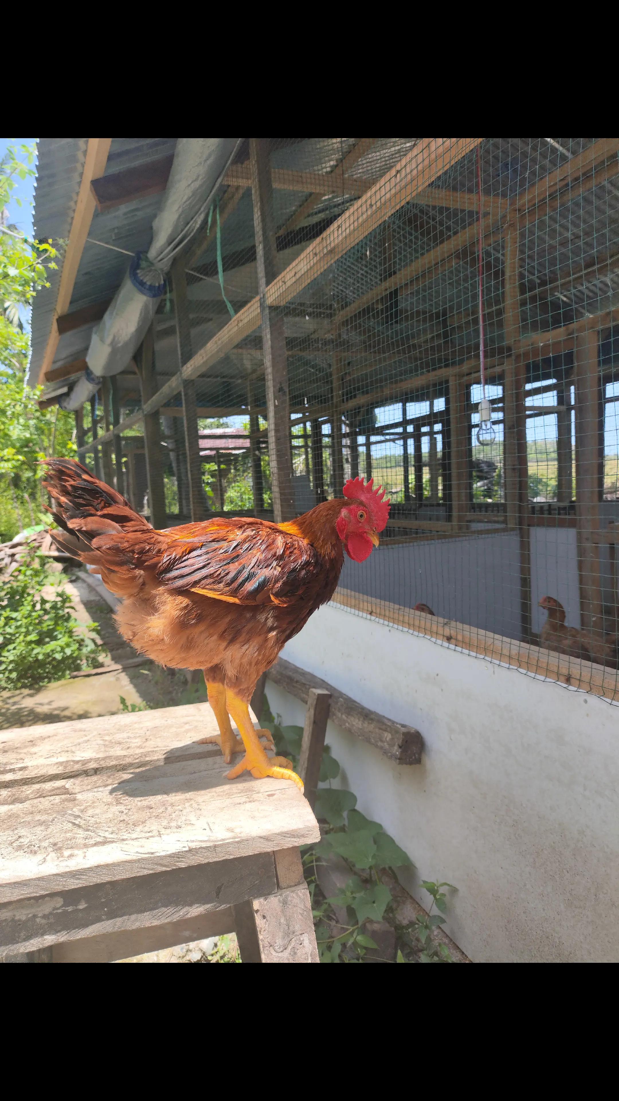 @Arm Berkah Farm