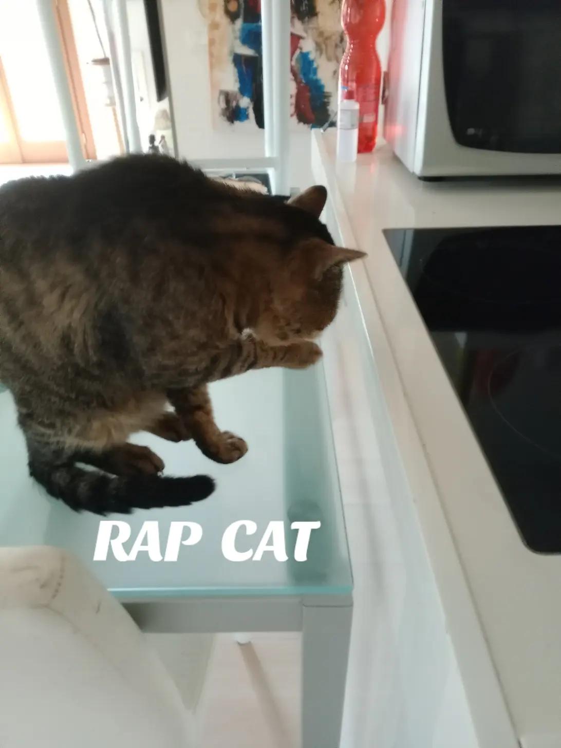 @RAP CAT
