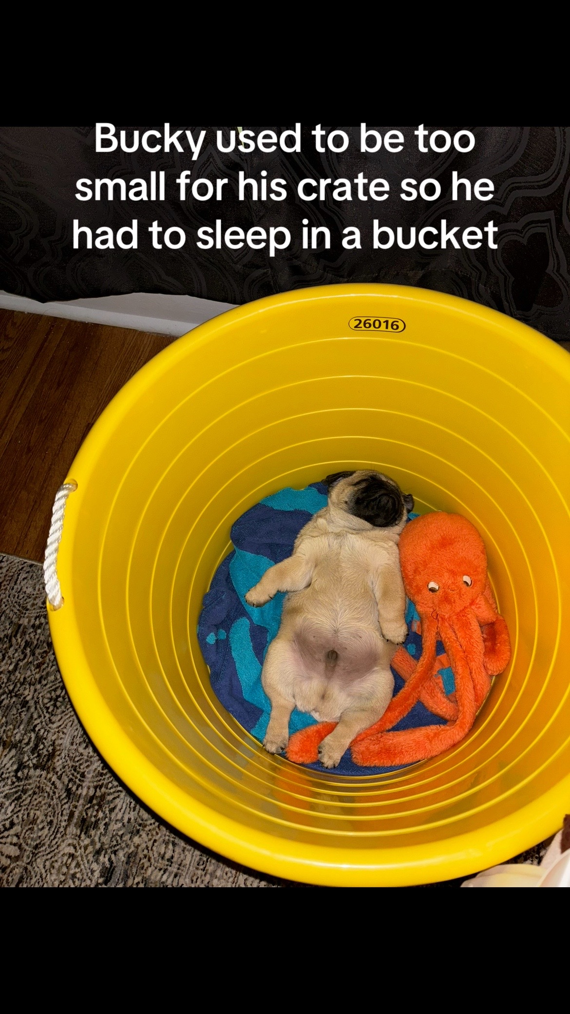 @thewinterpug