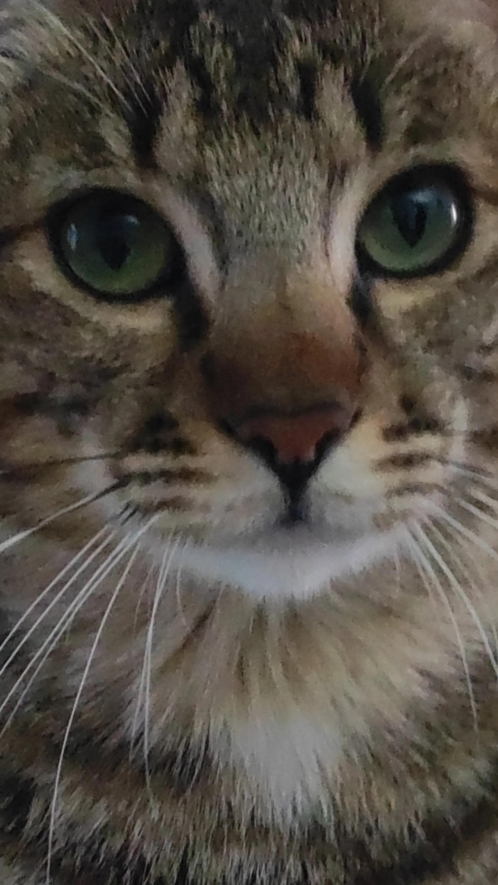 @Narcisi Rossi🐈&zwj;⬛🫧🫧🐾