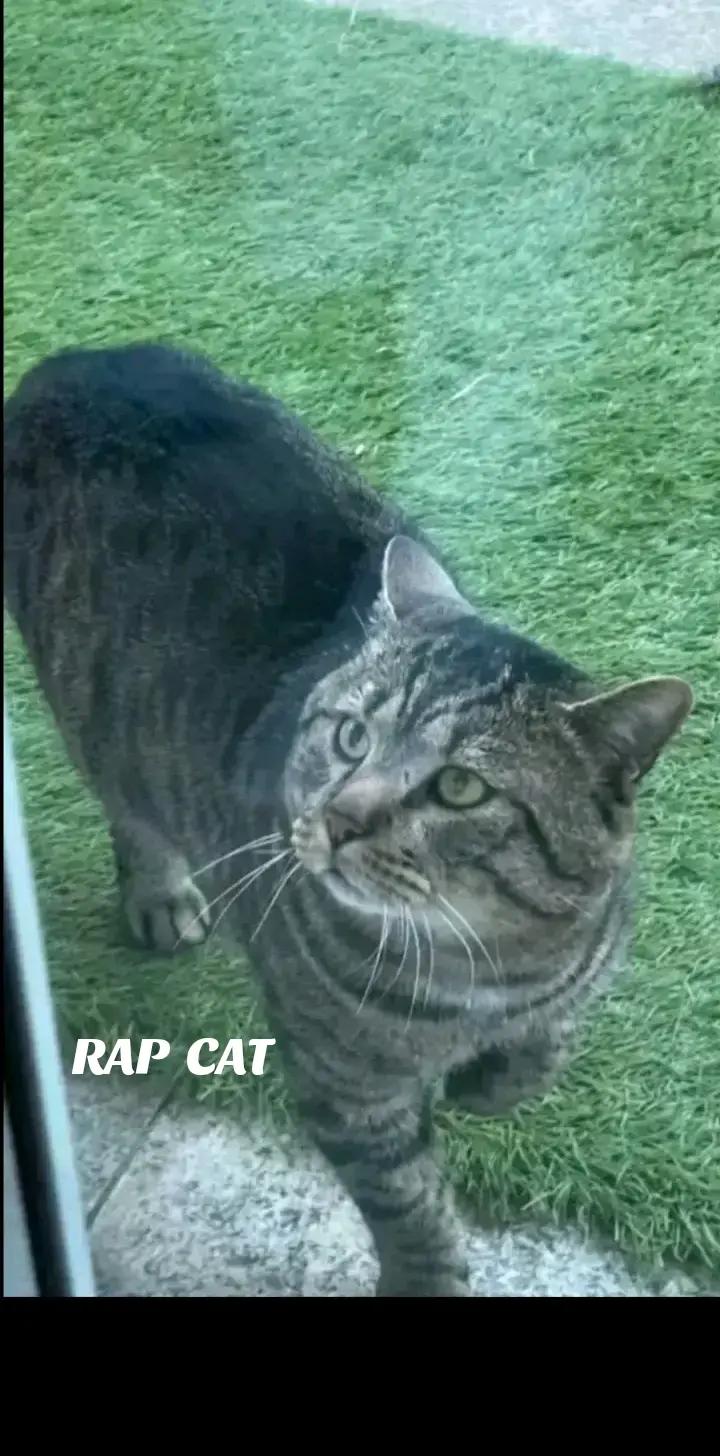 @RAP  CAT