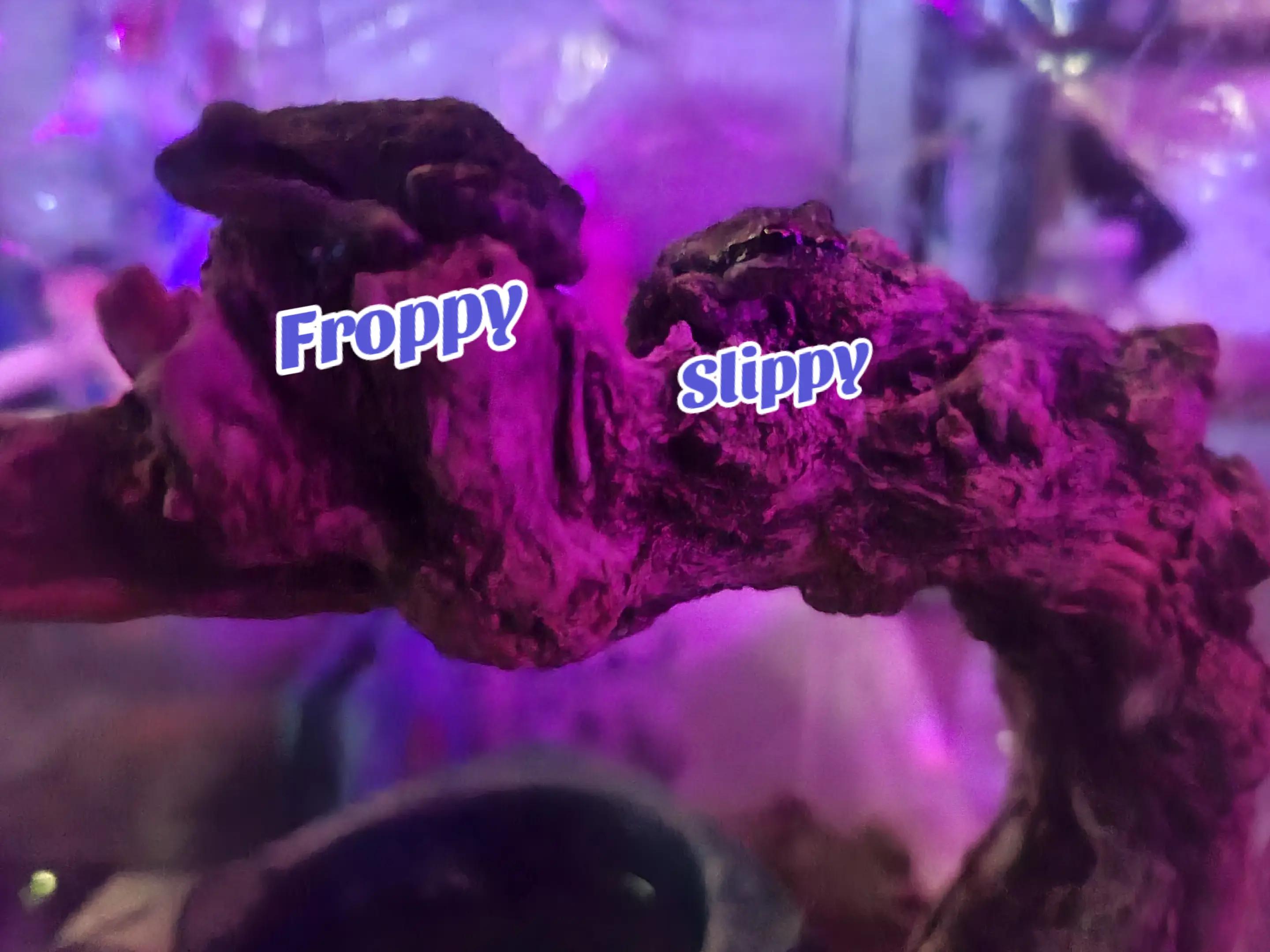@👑𝓚𝓸𝓳𝓲👑