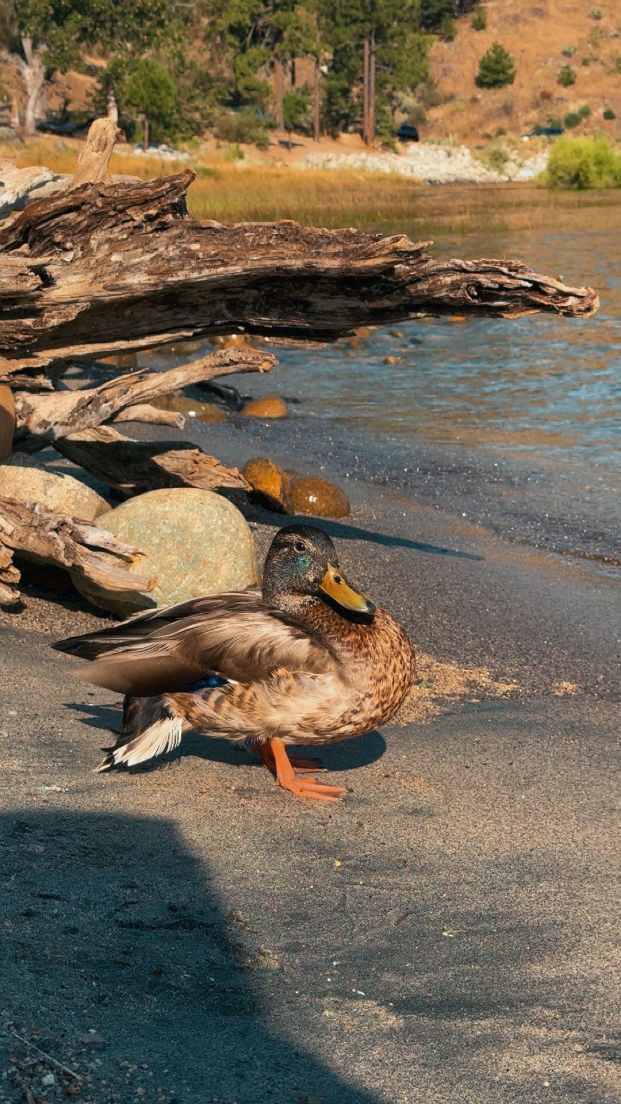 @Katrina Rodriguez 🦆