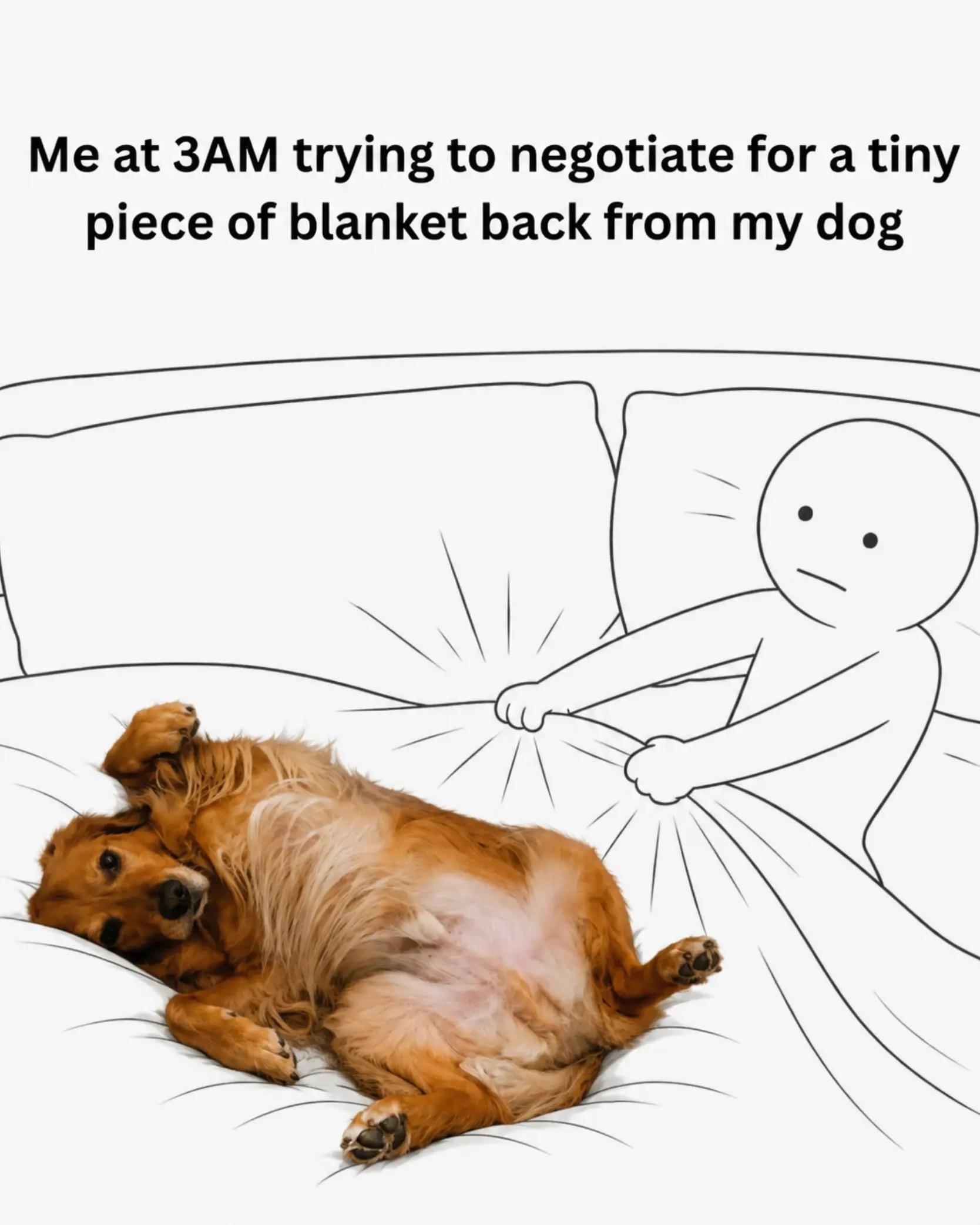 @FINN | The Golden Retriever