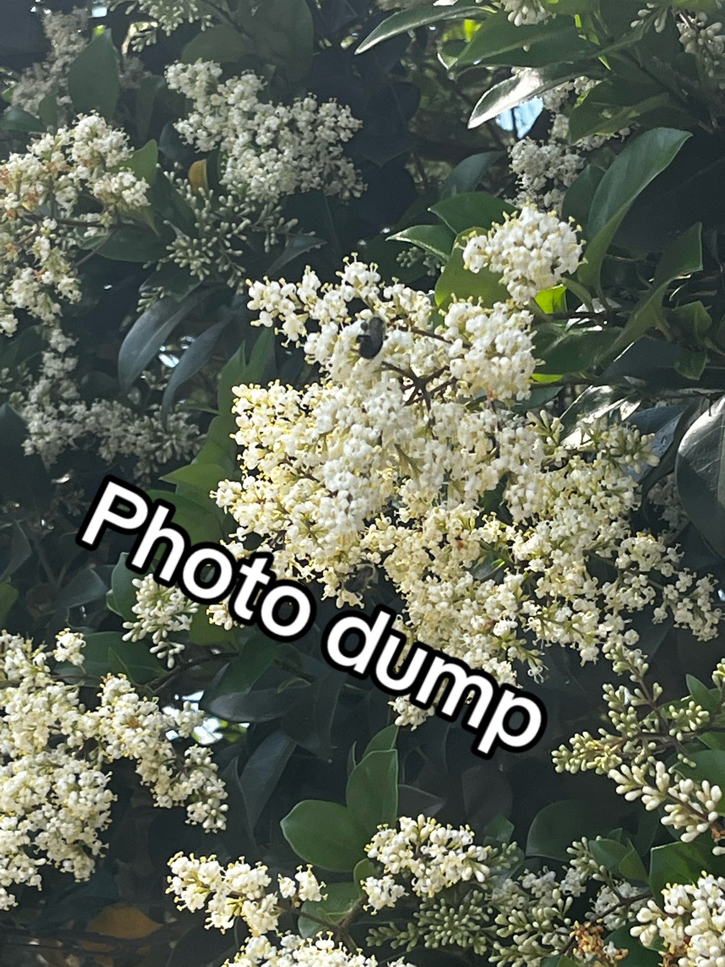 @โ๐๐ต๐๐ผ๐ผ๐ชโ